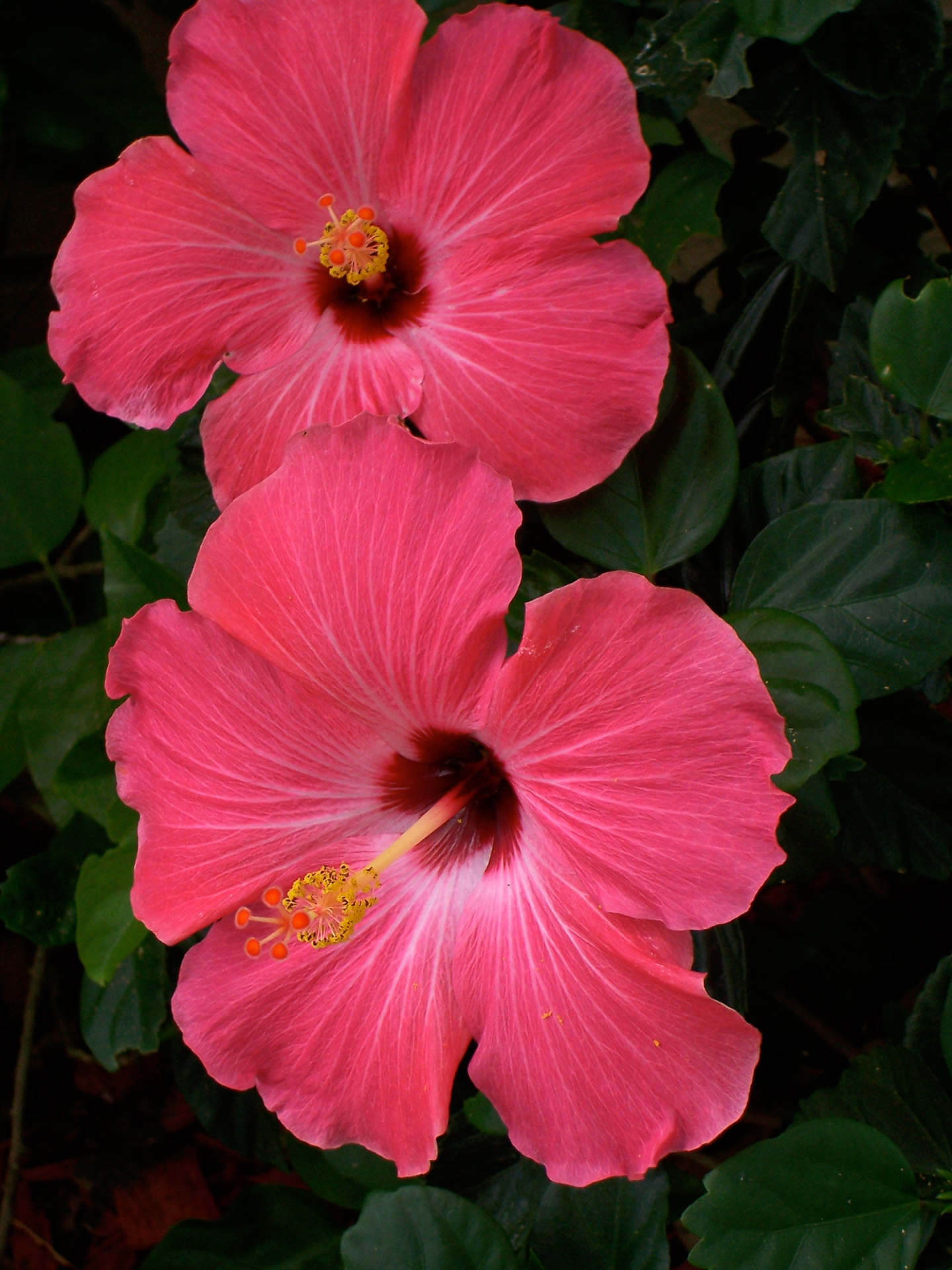 hibiscus pink flowers free photo