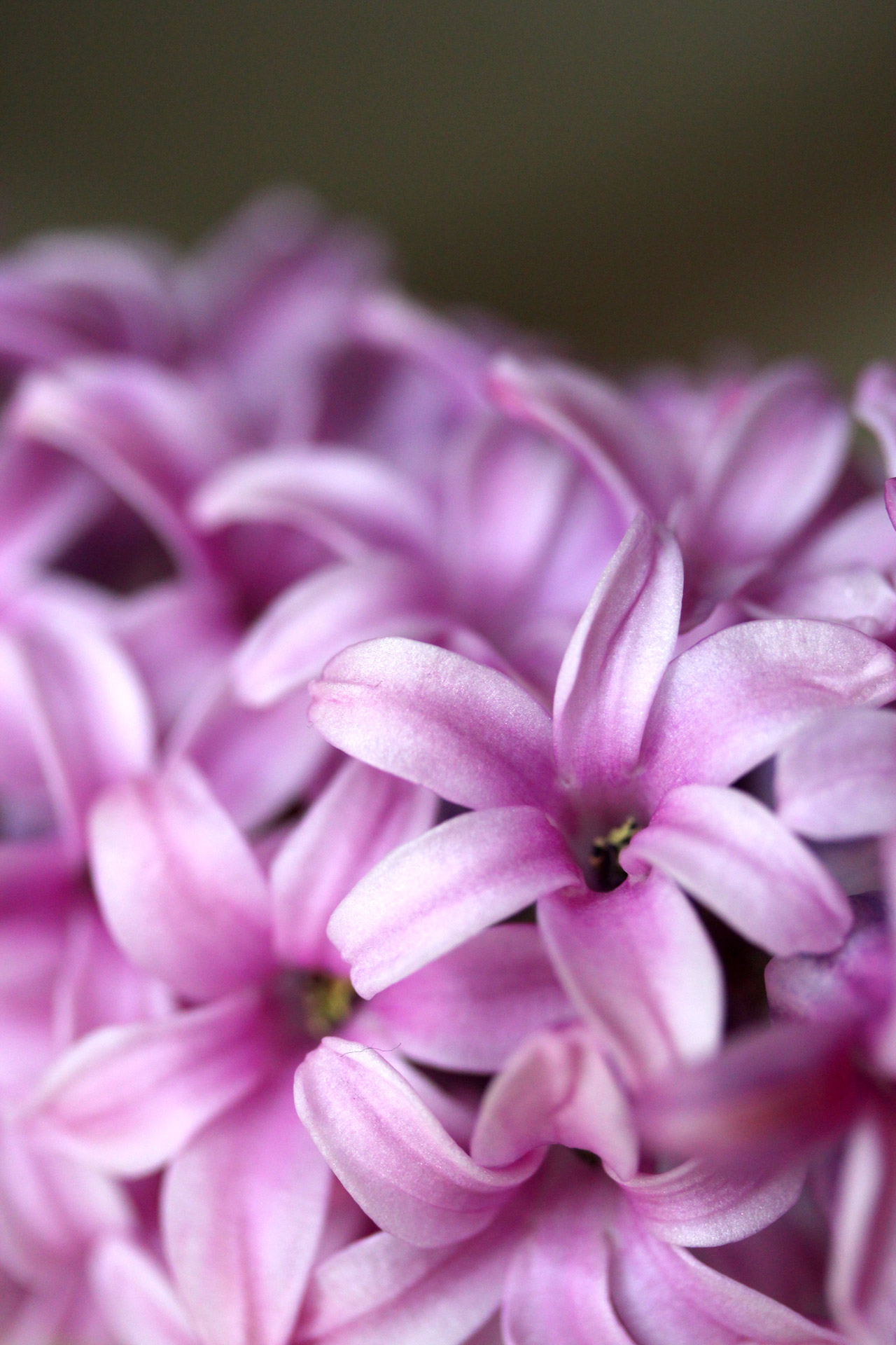 flower hyacinth plant free photo