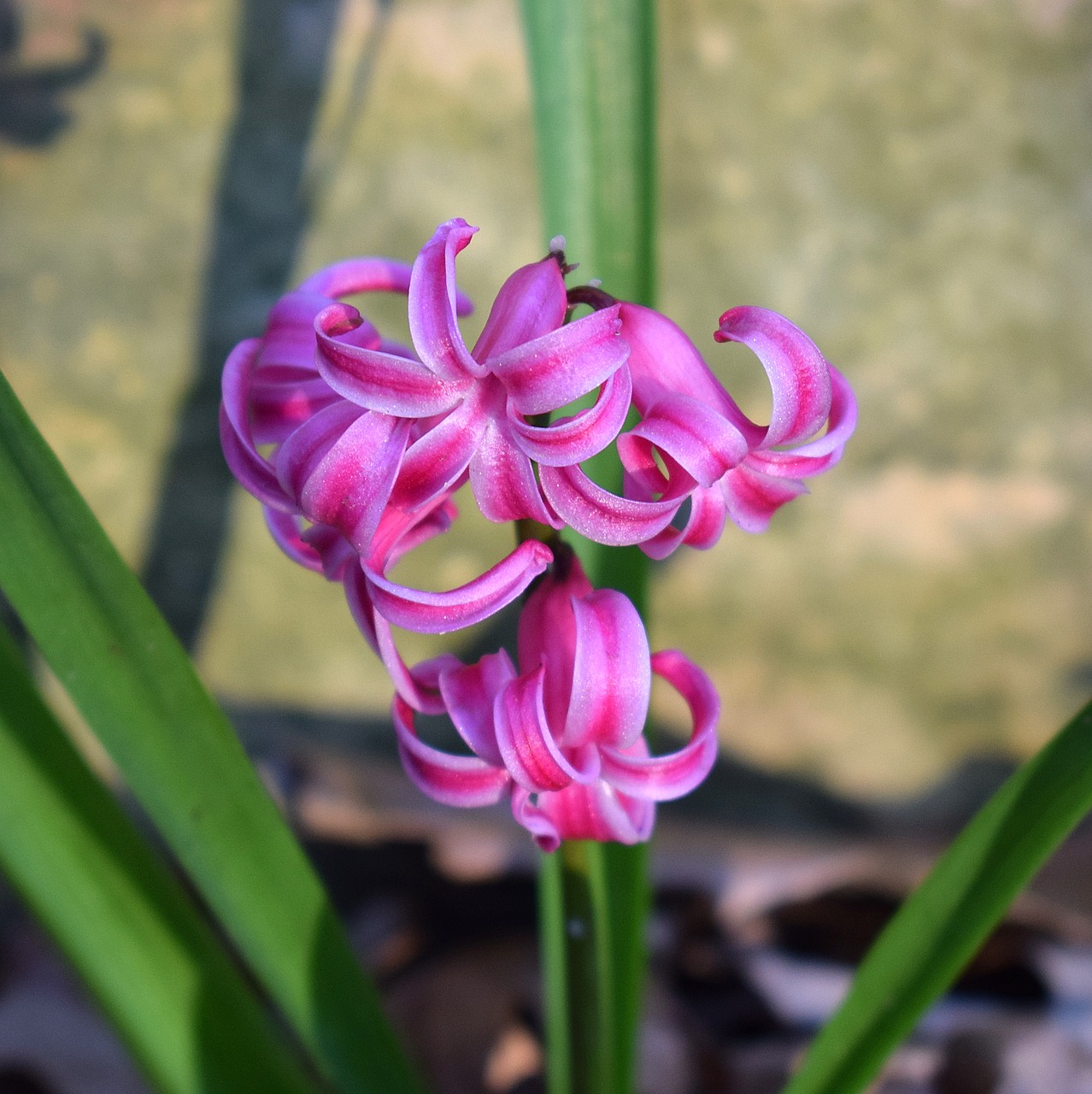 pink hyacinth hyacinth flower free photo