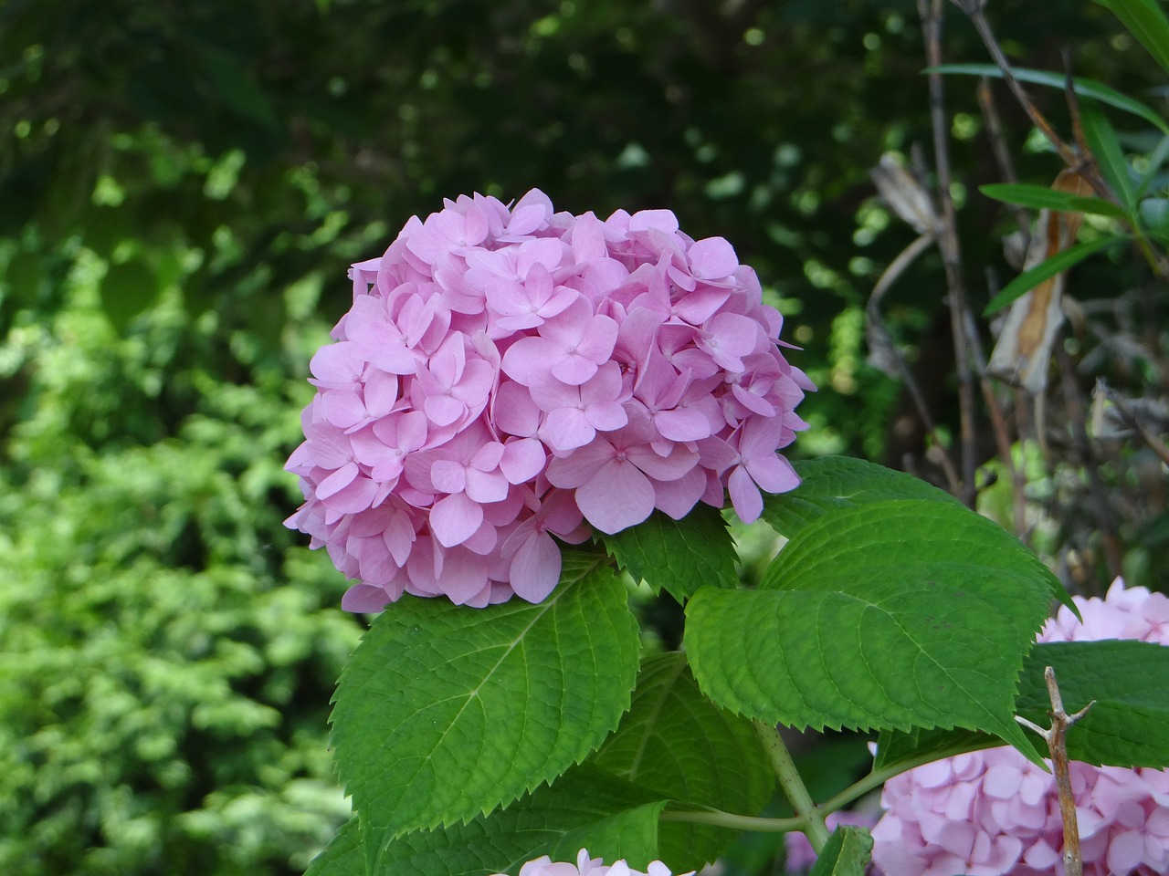 pink hydrangea plants flower free photo