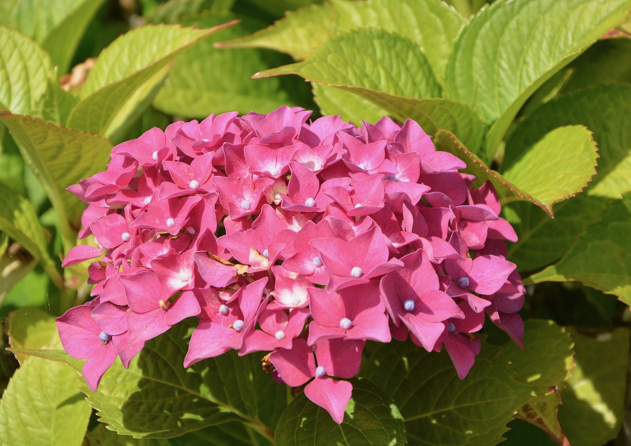 pink hydrangea flower plant free photo