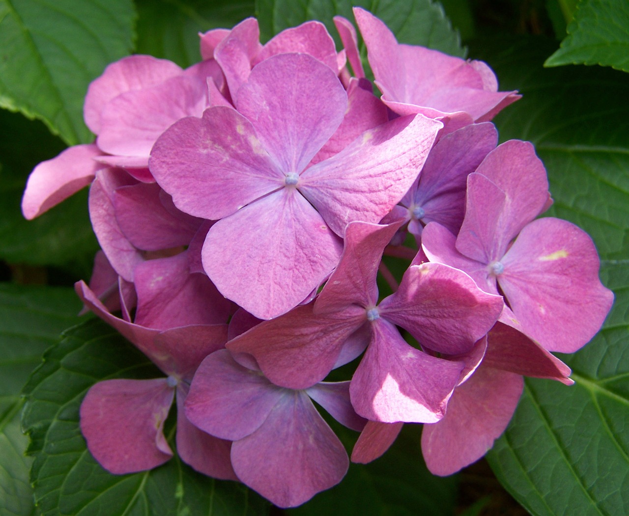 pink hydrangea garden summer flower free photo