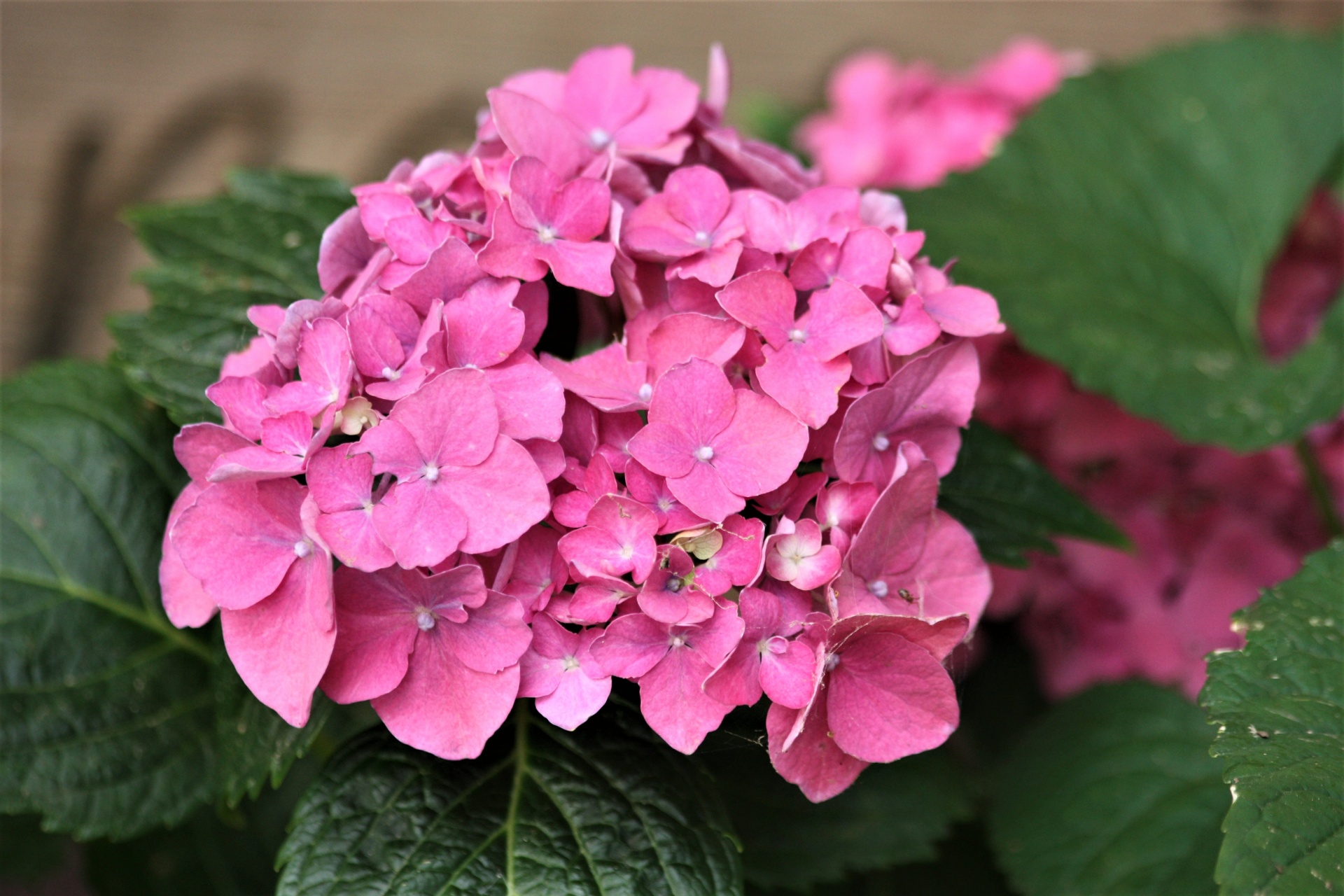 nature plants flowers free photo