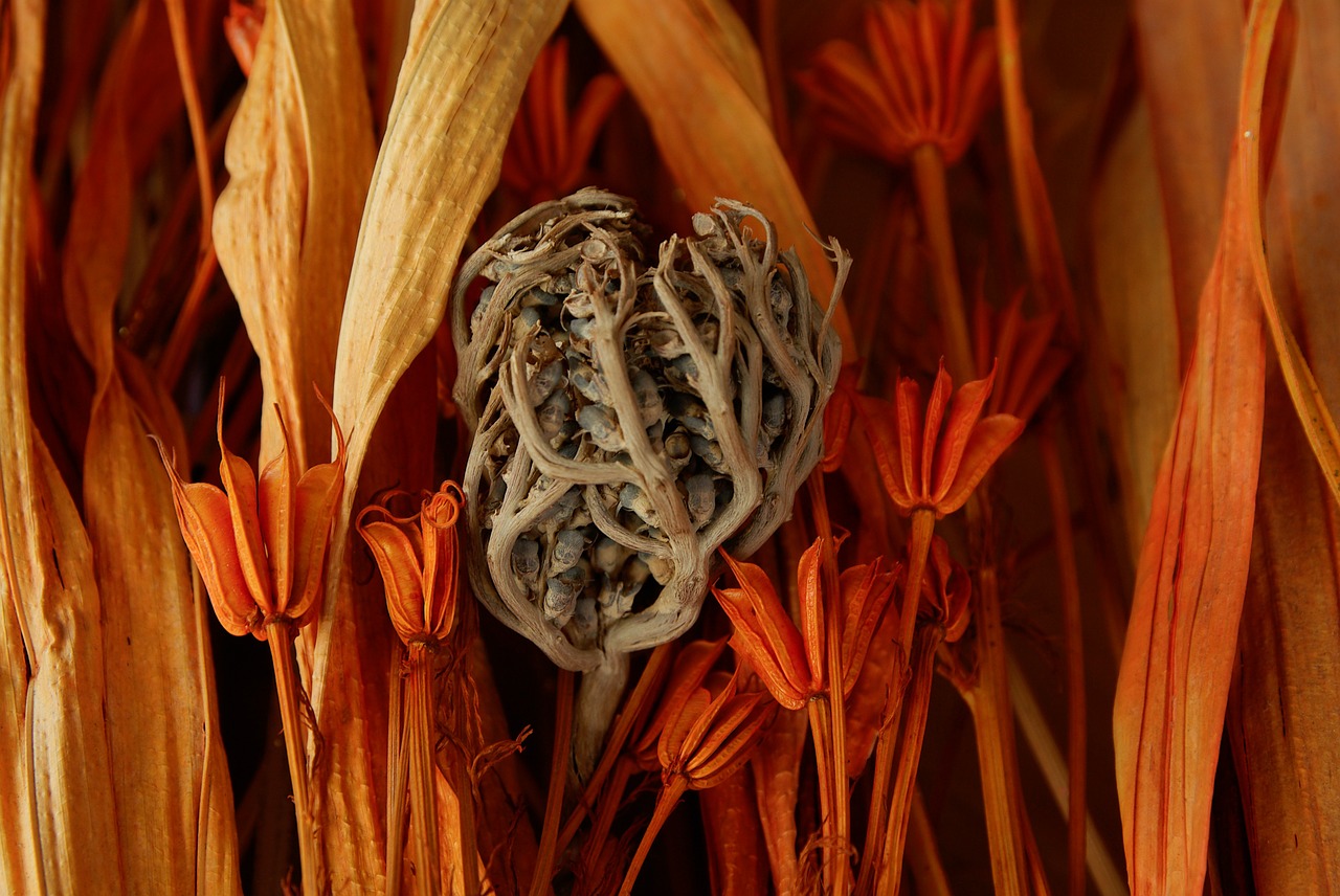 pink jericho sundried flowers bouquet free photo