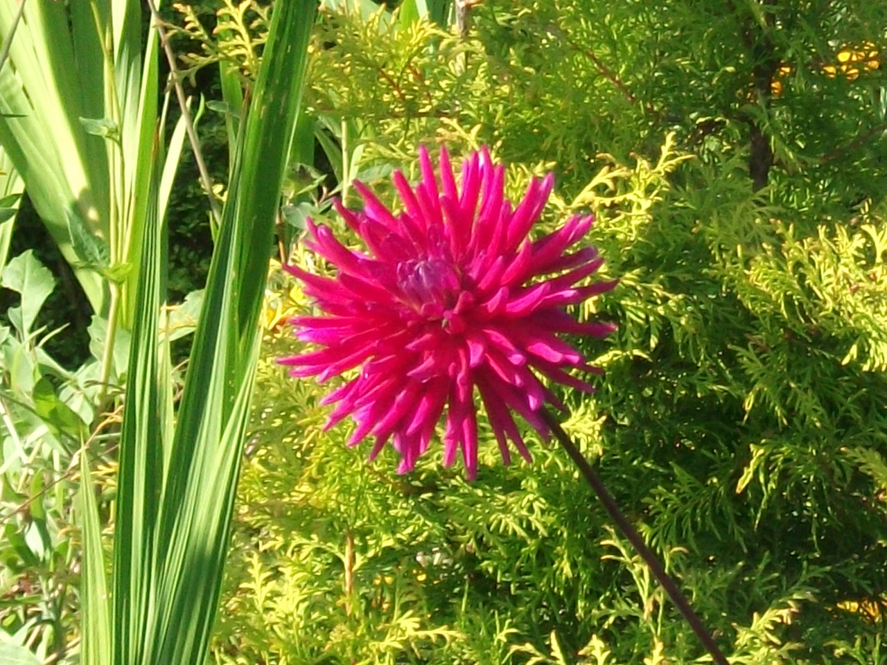 pink dahlia green free photo