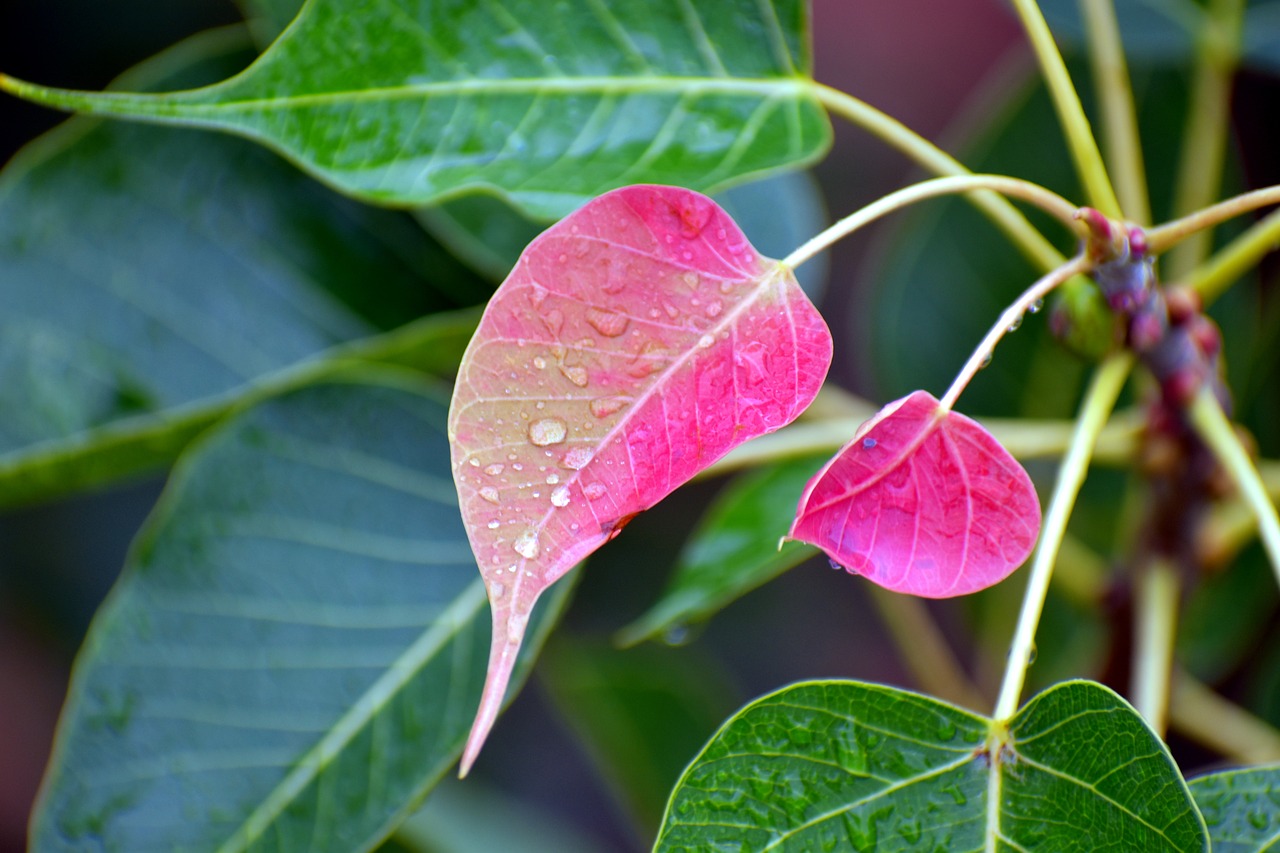 pink leaf nascent drizzle free photo