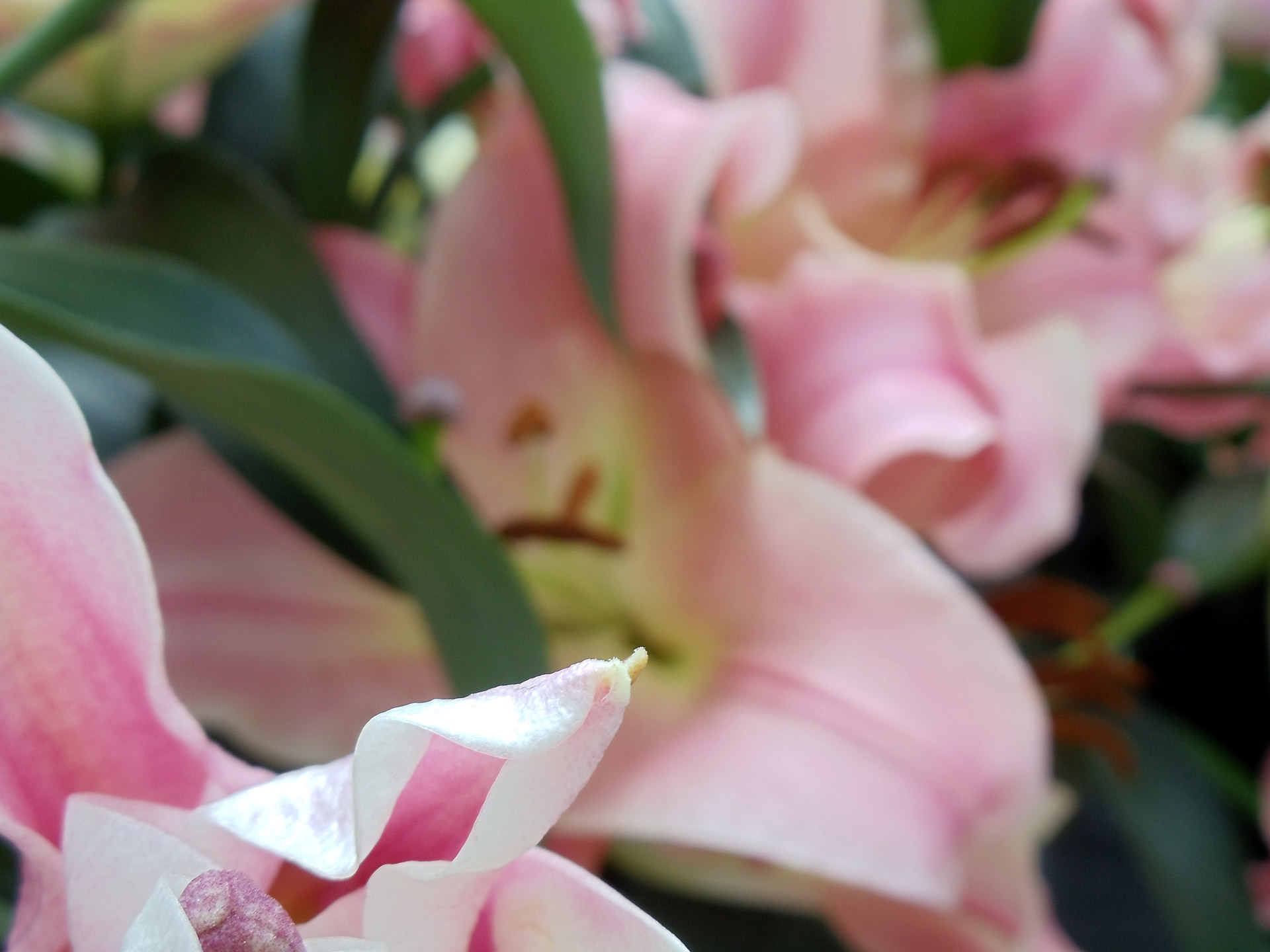 pink flowers lily free photo