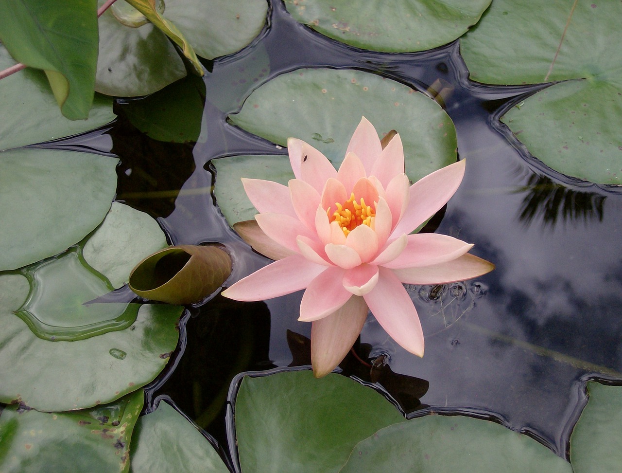 pink lily purple water lily flower free photo