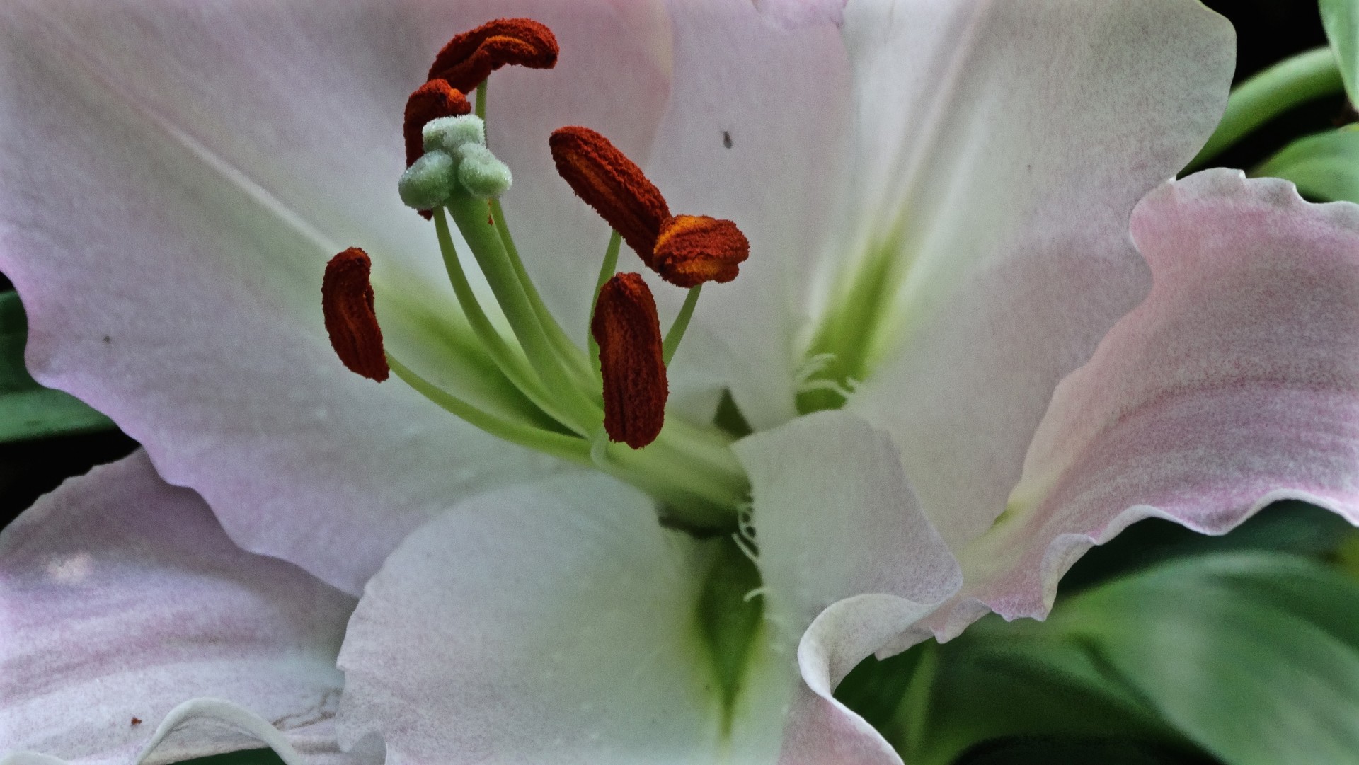 Edit free photo of Close up,pink,lily,pink lily,free pictures - needpix.com