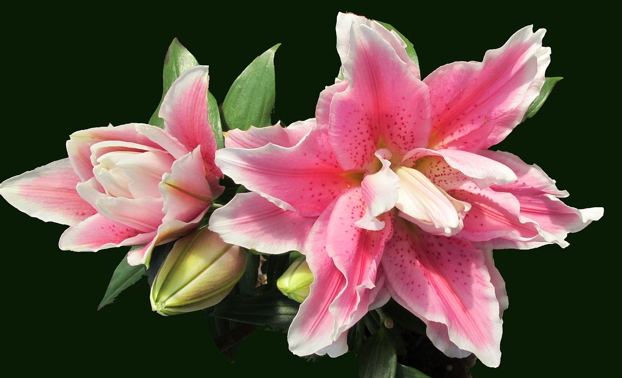 pink lily buds flower free photo