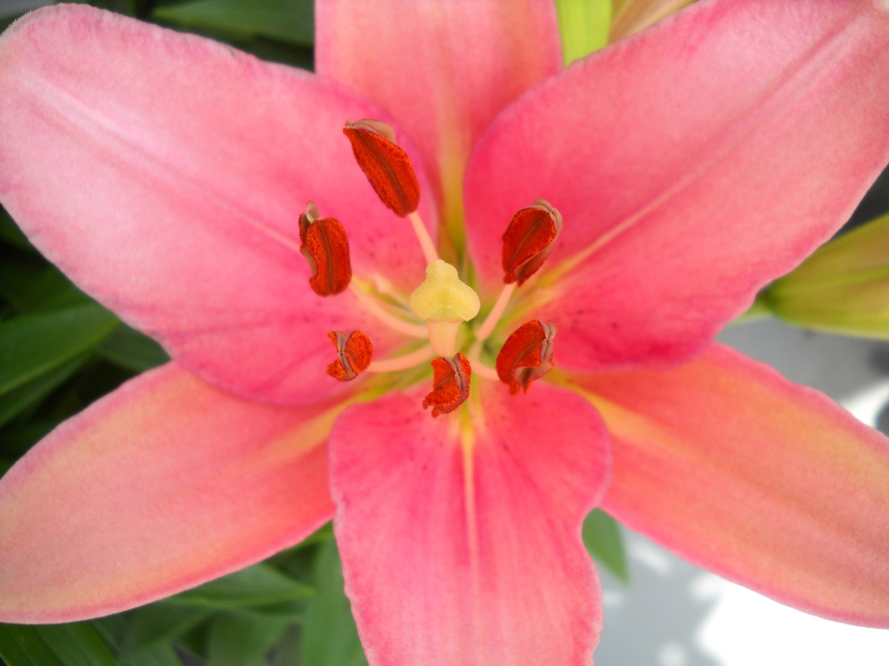 lily flowers pink free photo