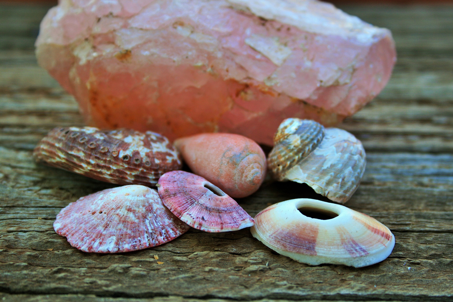 sea shells pink limpet free photo