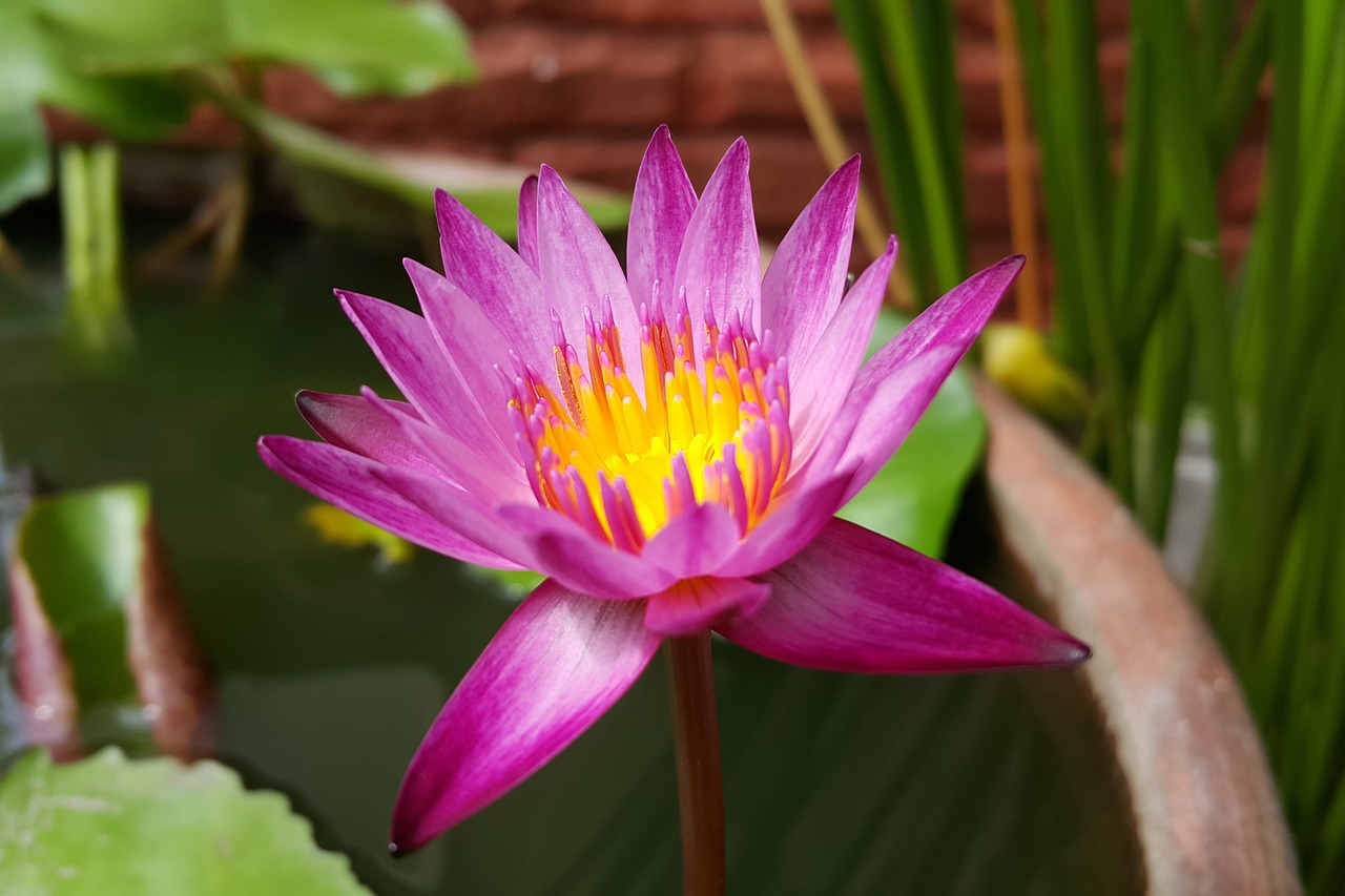 pink lotus water lily lotus free photo