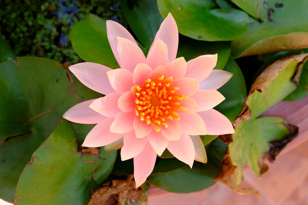 pink lotus lotus beautiful free photo