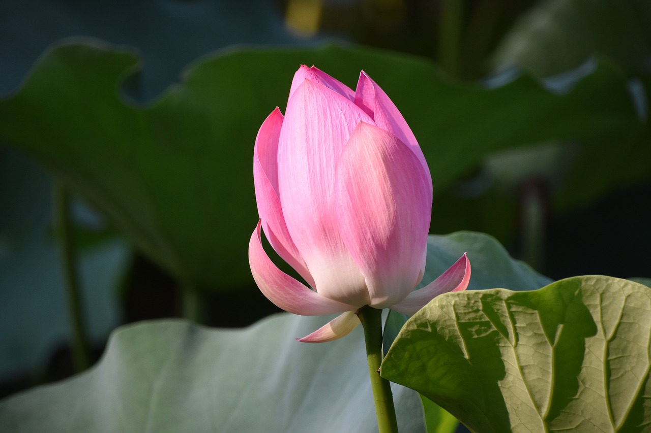 pink lotus bud flower free photo