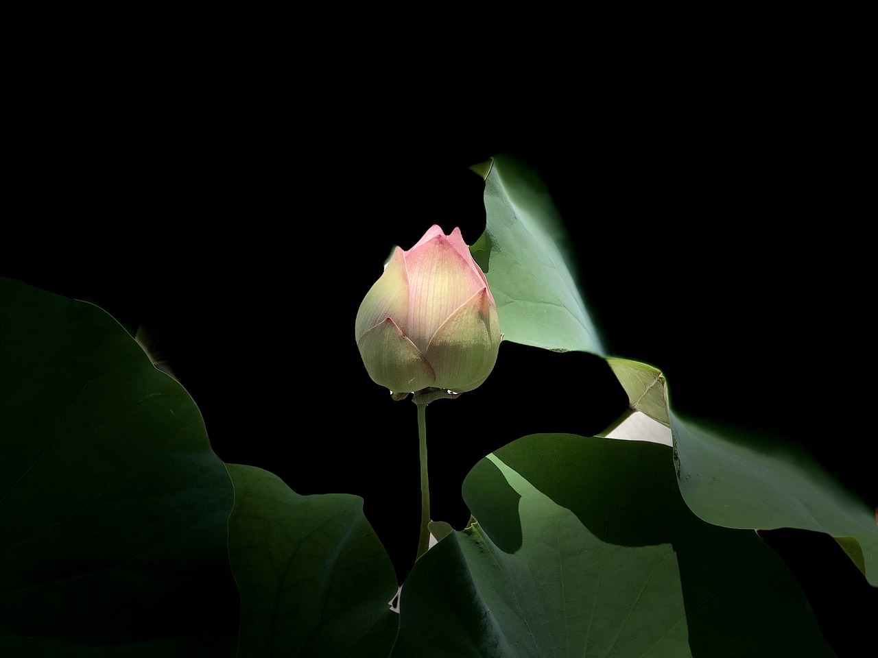pink lotus  light  subtle free photo