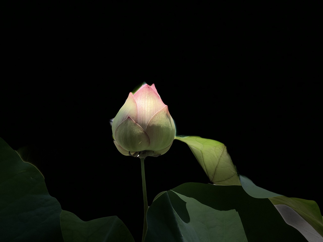 pink lotus  light  subtle free photo