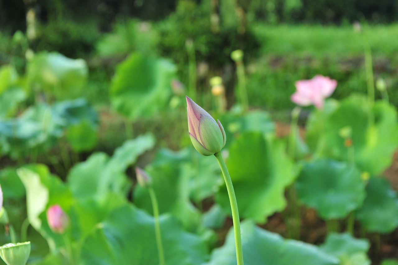 pink lotus the pods lotus free photo