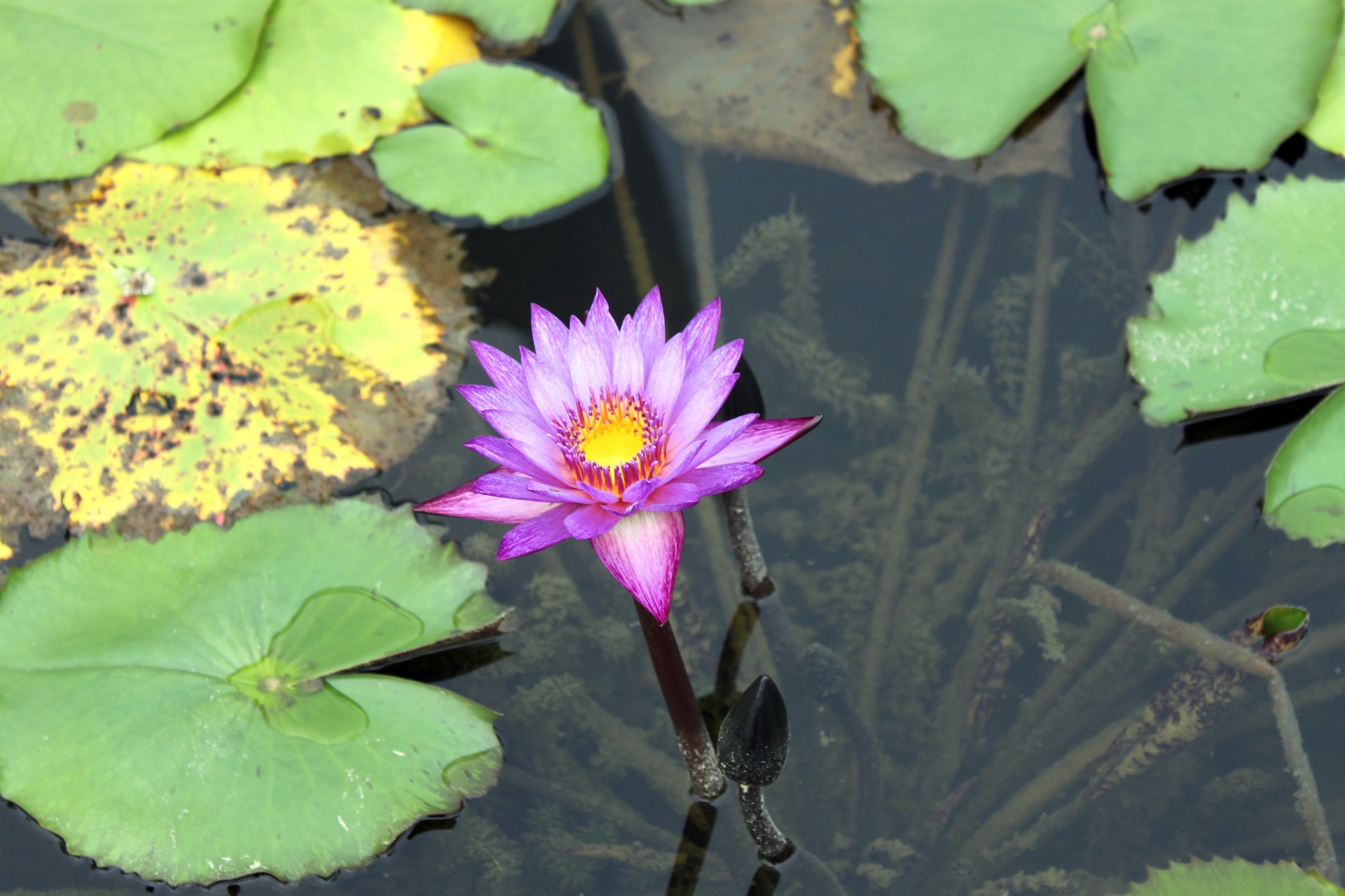 pink lotus flower bud pond lotus leave free photo