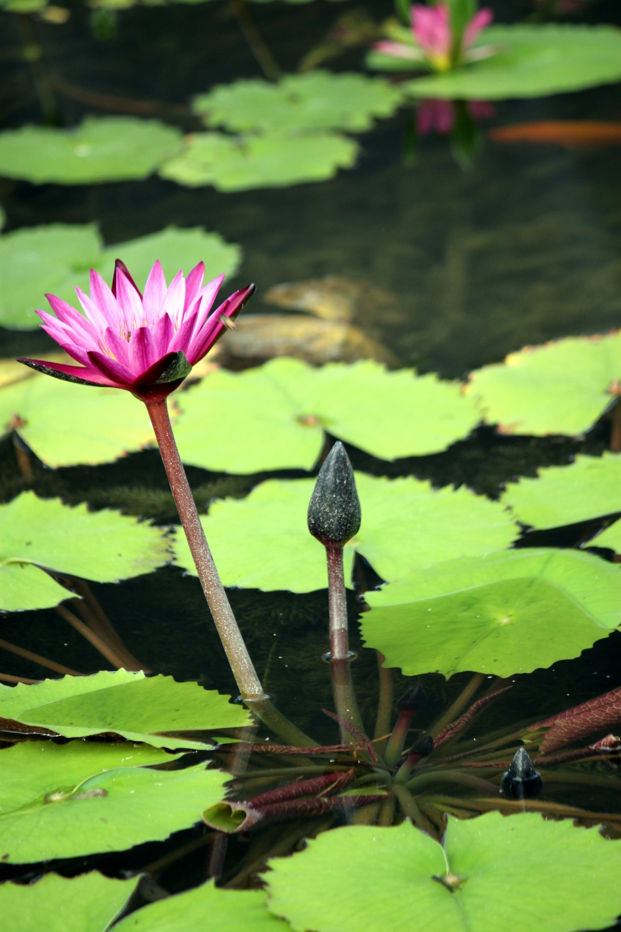 pink lotus flower free photo