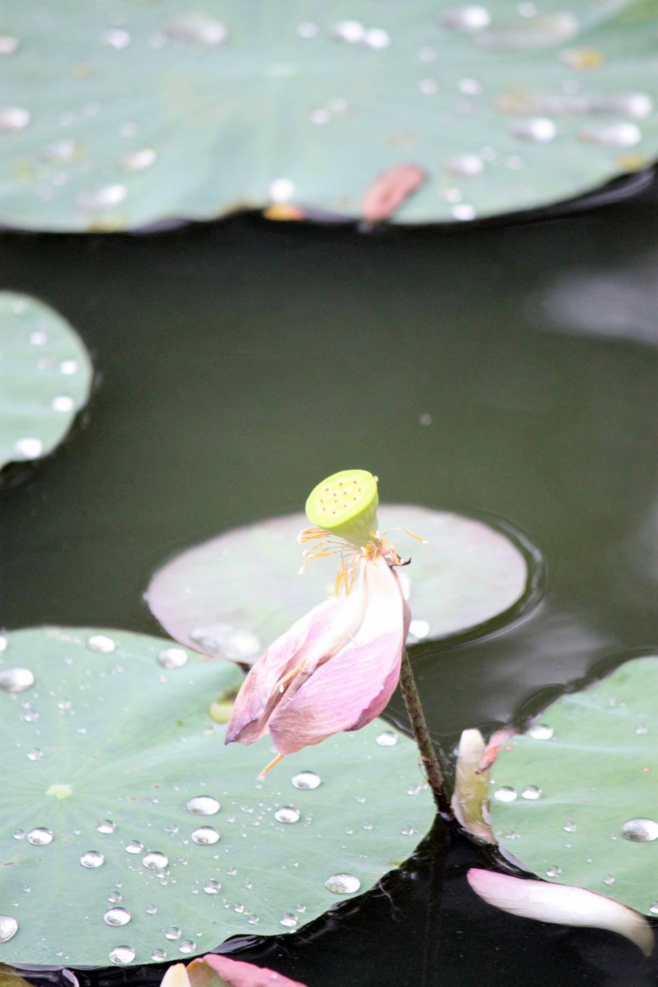 pink lotus flower faded green leaves lotus fruit free photo