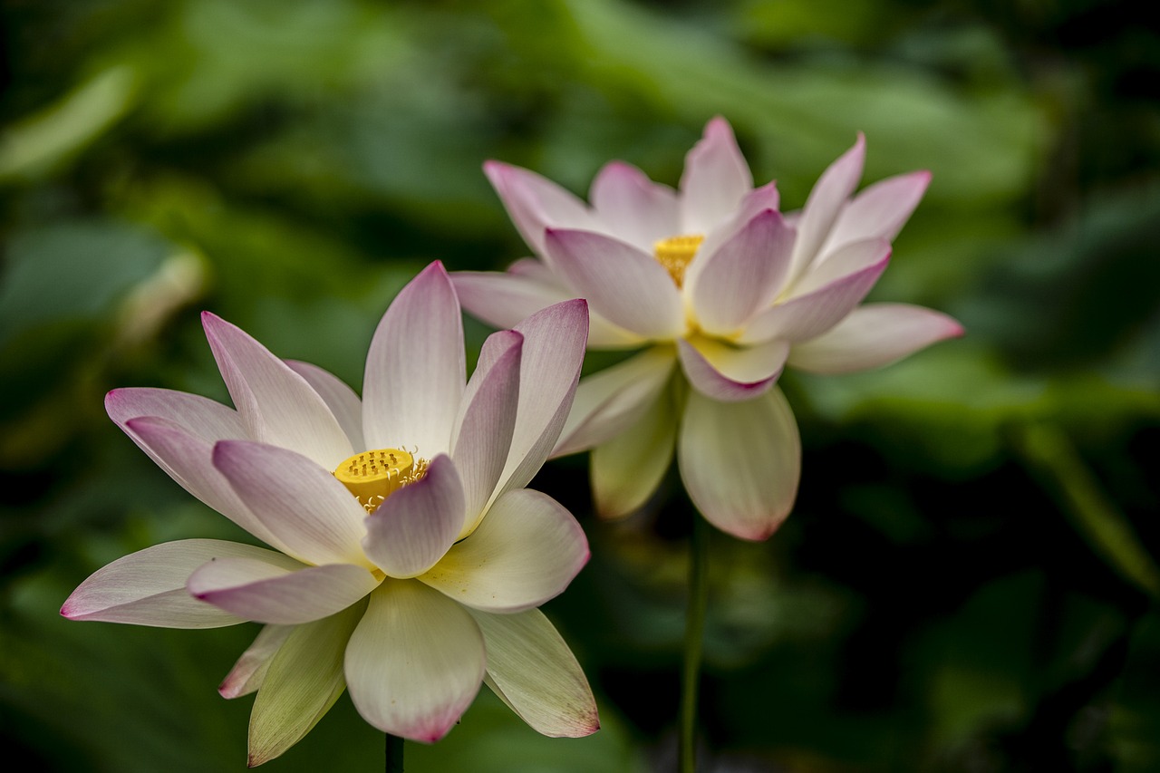 pink lotus flowers free photo