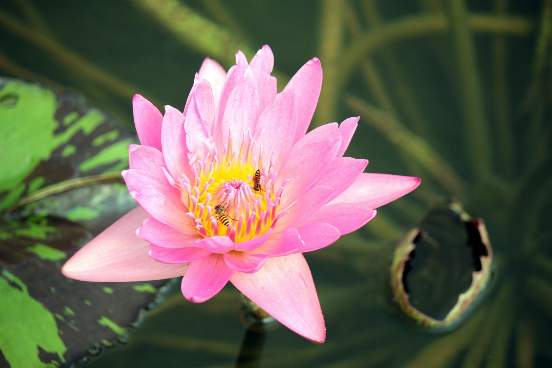 pink lotus blossom bees collecting honey bee worker free photo