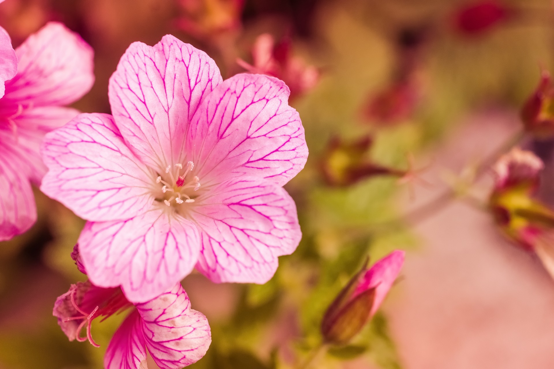 pink macro flower macro floral macro free photo