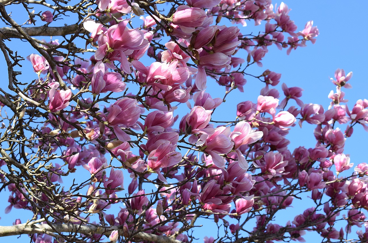 pink magnolia magnolia tree free photo