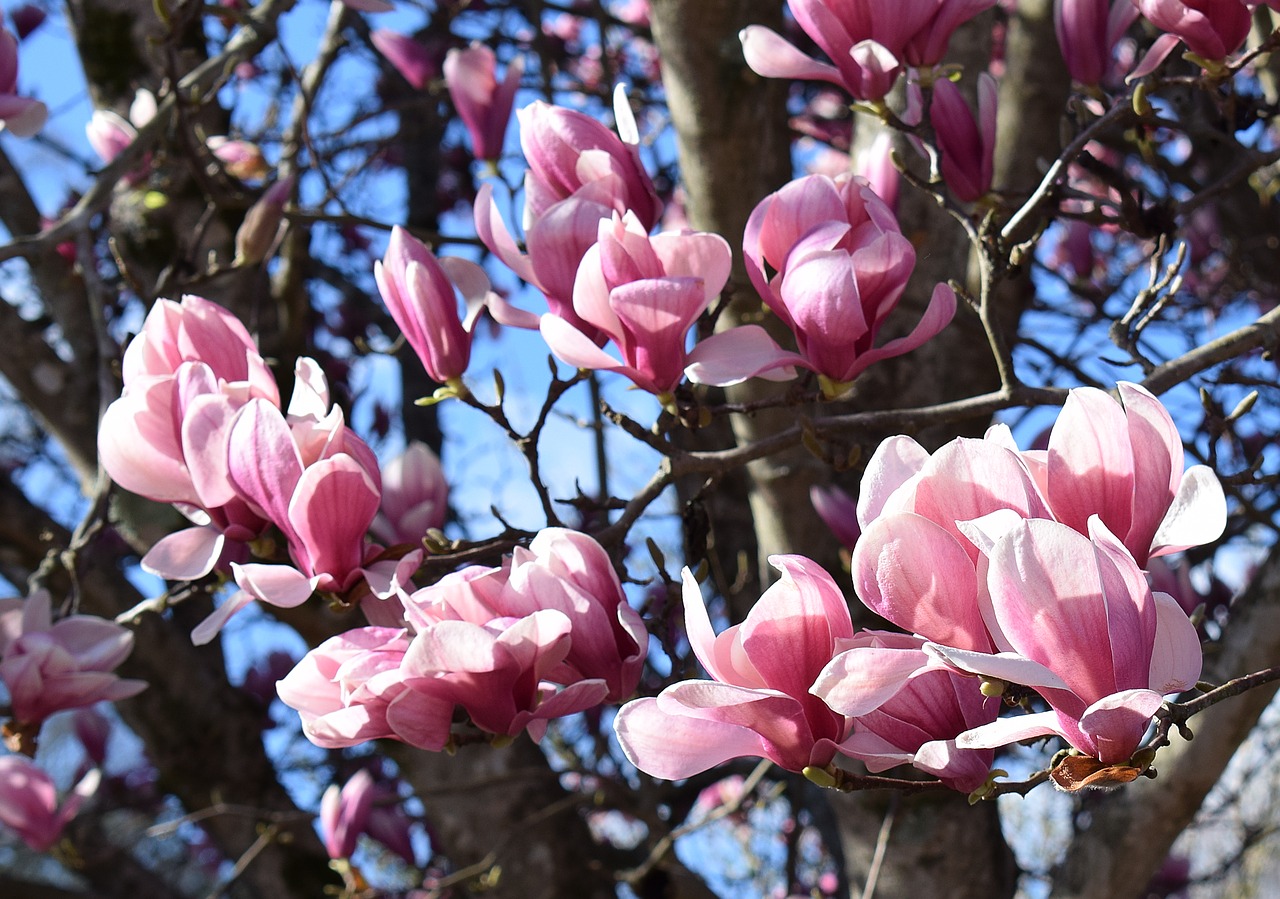 pink magnolia magnolia tree free photo