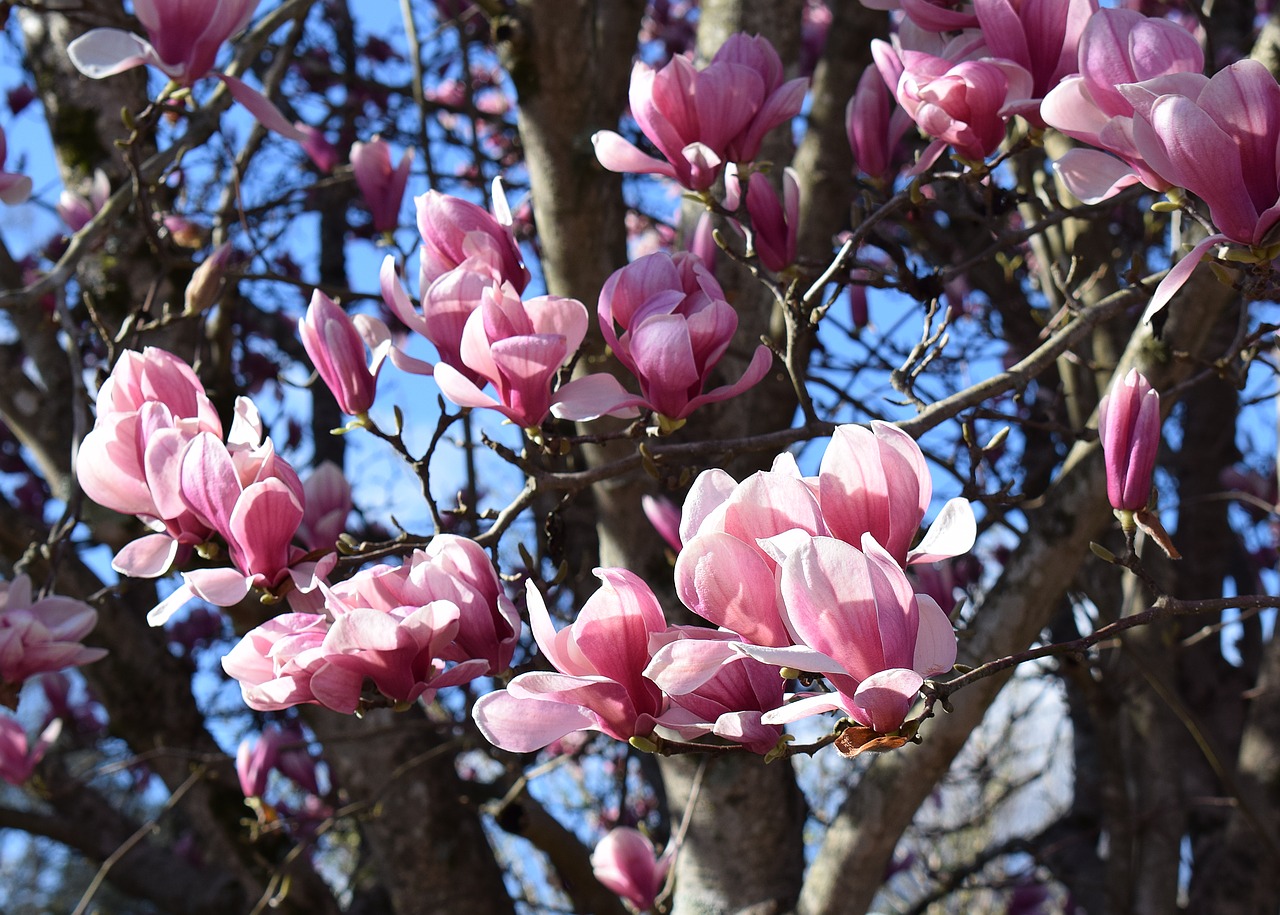 pink magnolia magnolia tree free photo