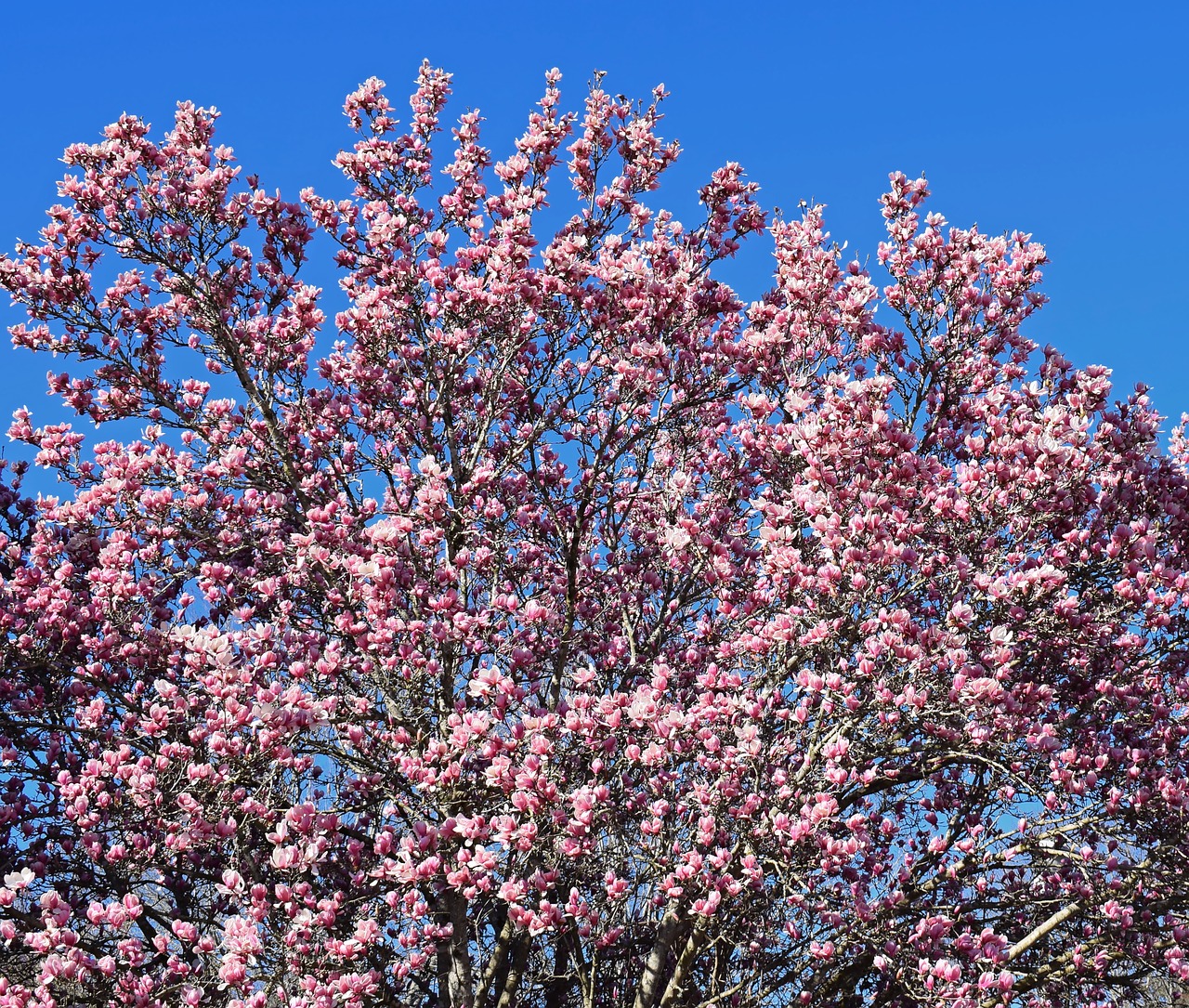 pink magnolia magnolia tree free photo