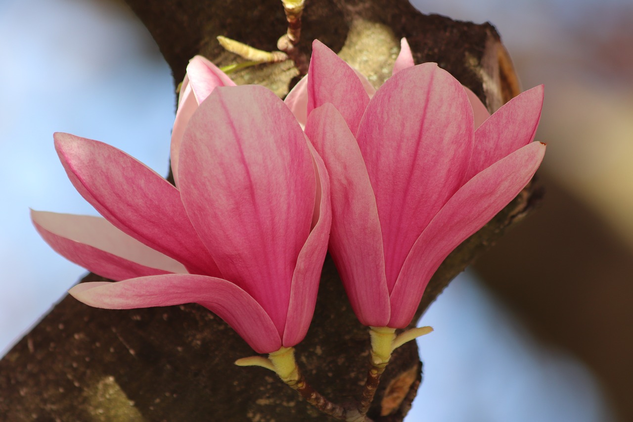 pink magnolia  spring  flowers free photo