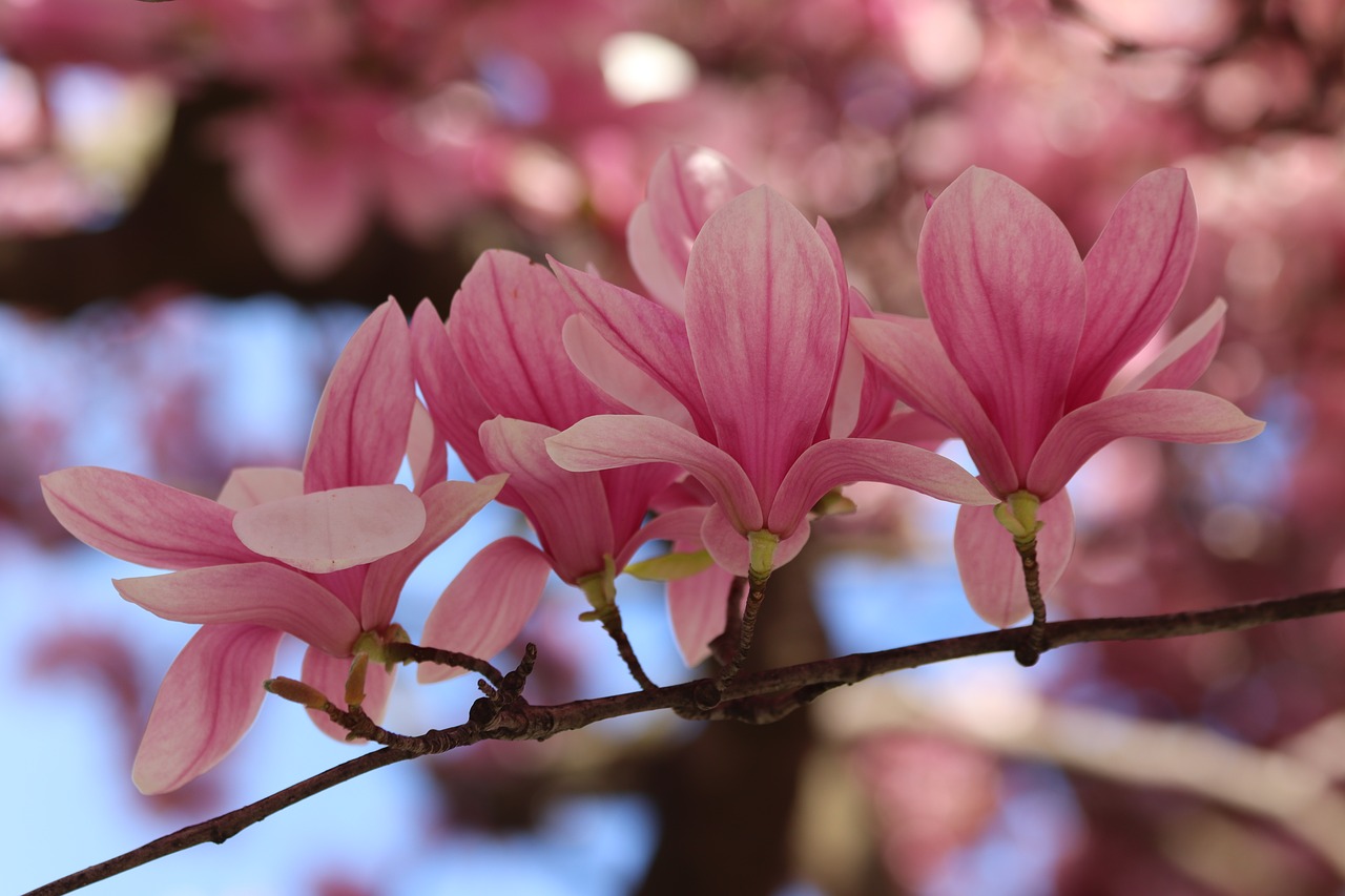 pink magnolia  spring  flowers free photo