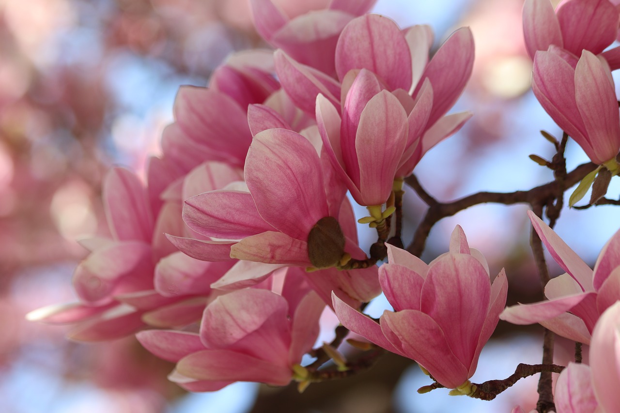 pink magnolia  spring  flowers free photo