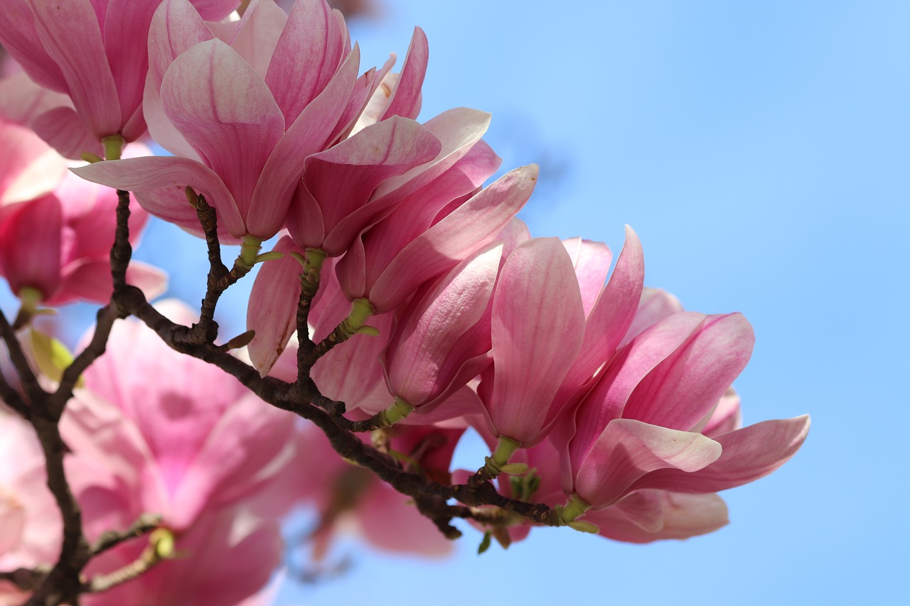 pink magnolia  spring  flowers free photo