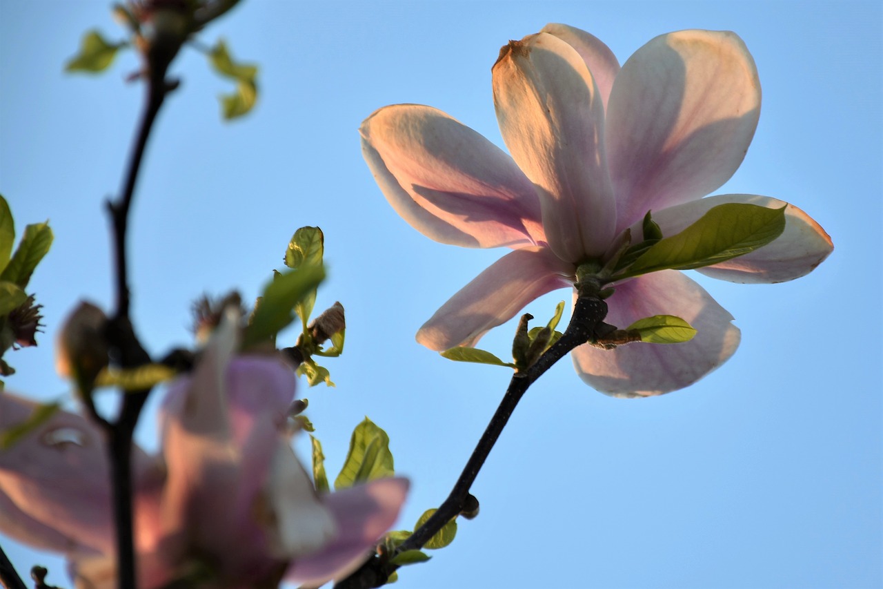 pink magnolia  plant  spring free photo