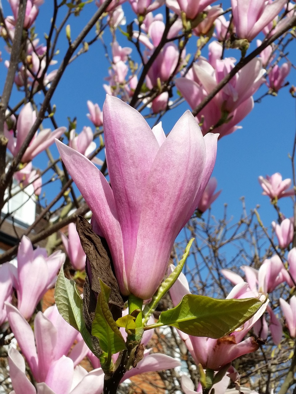 pink magnolia blossom nature free photo