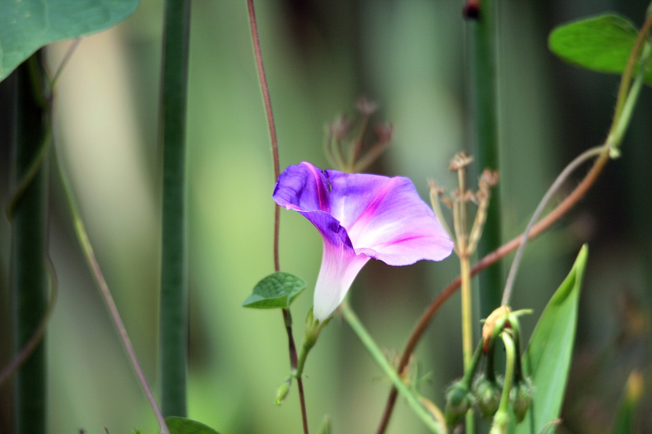 pink morning glory flower flower weed free photo