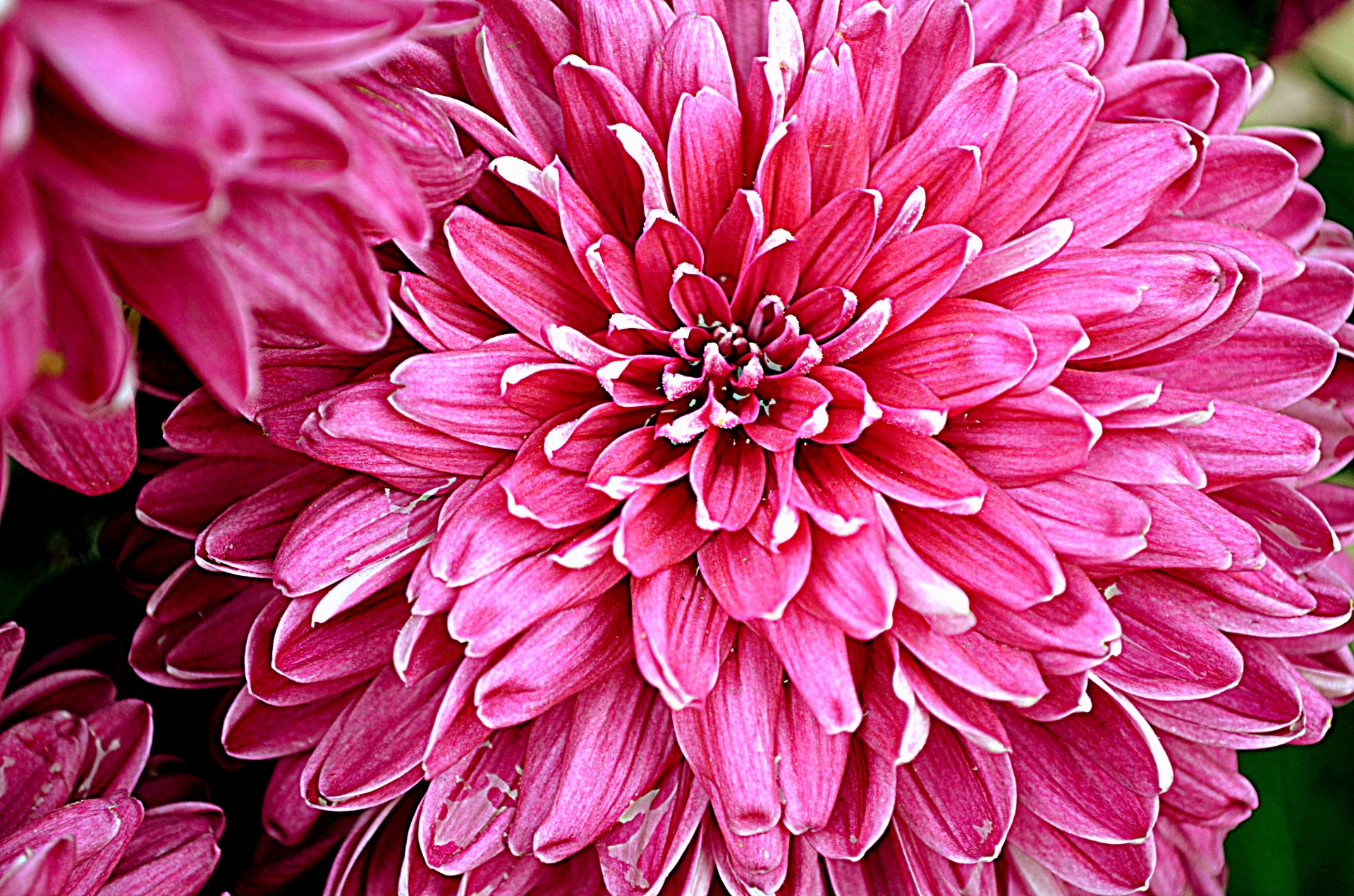 flowers flower mum free photo