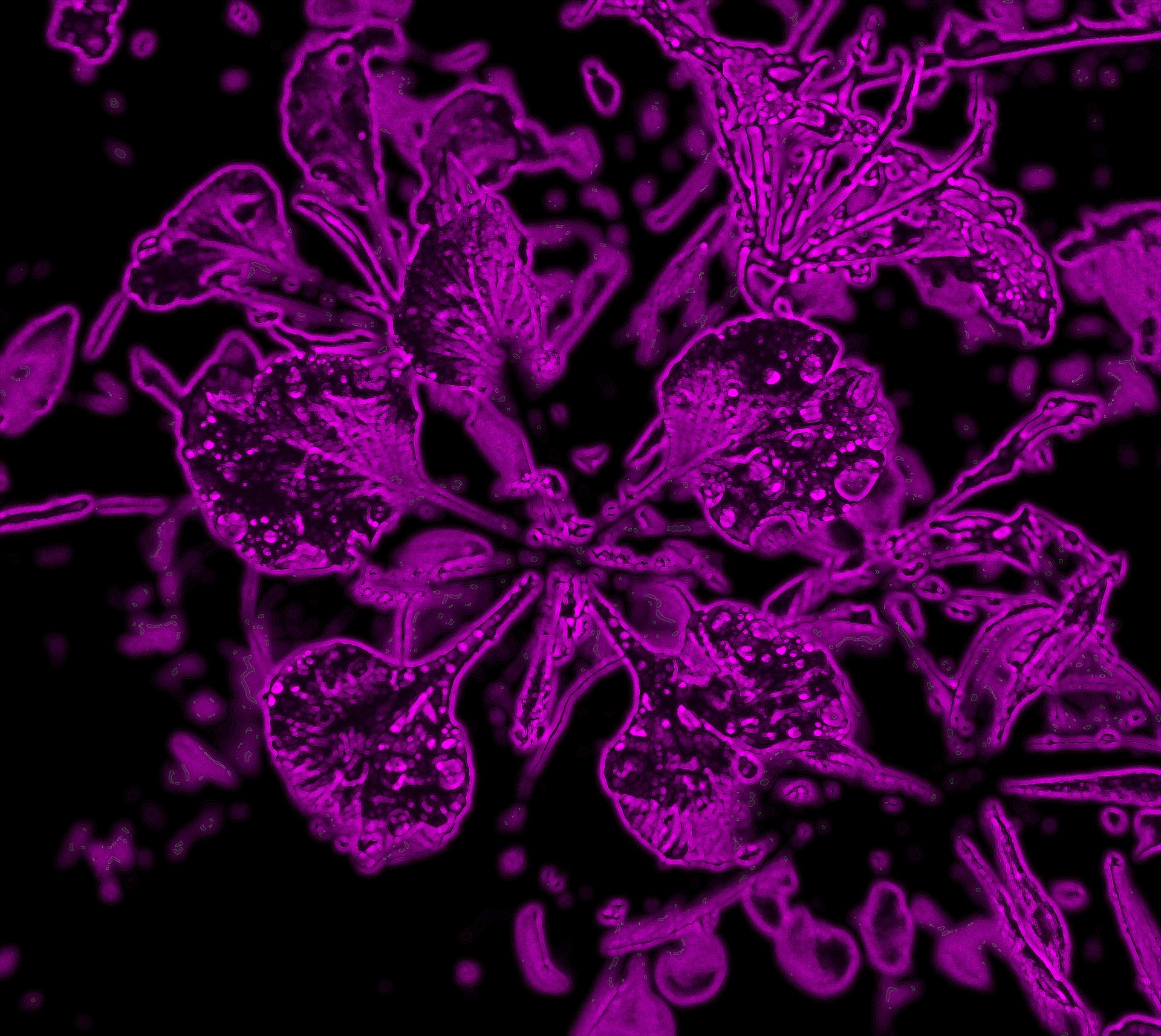 flower outline neon free photo