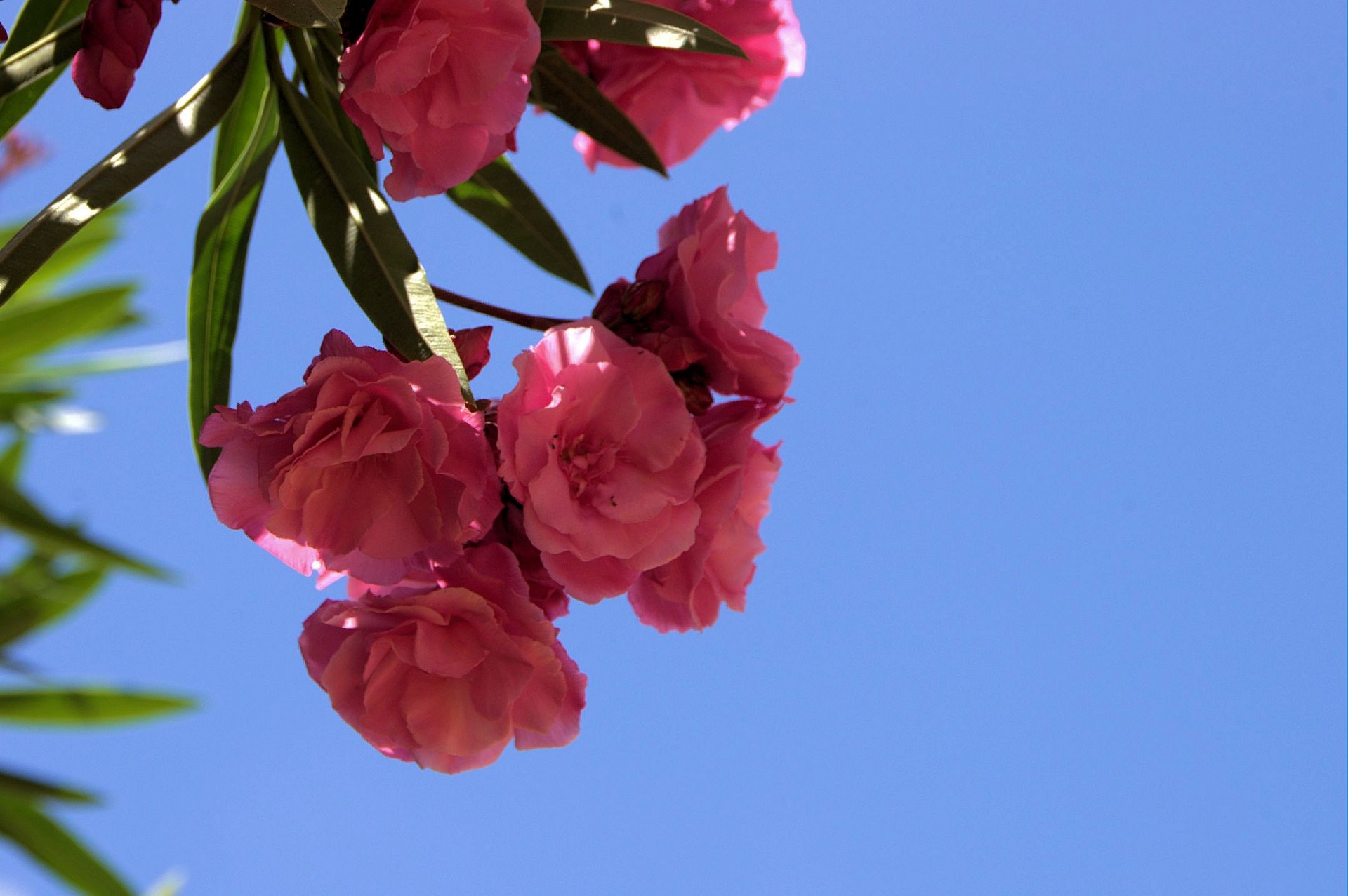 pink oleander flower free photo
