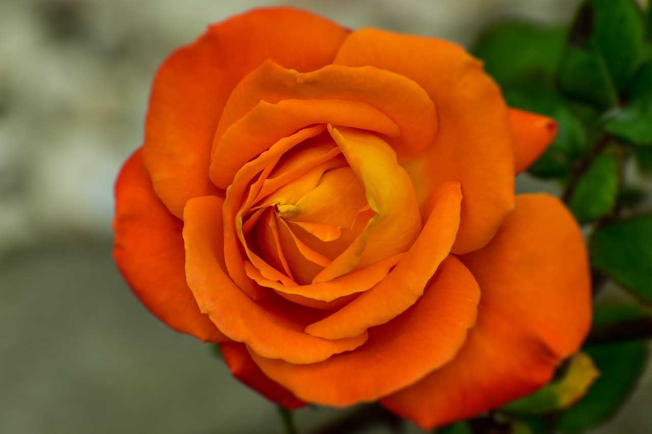 pink orange  flower  romantic free photo