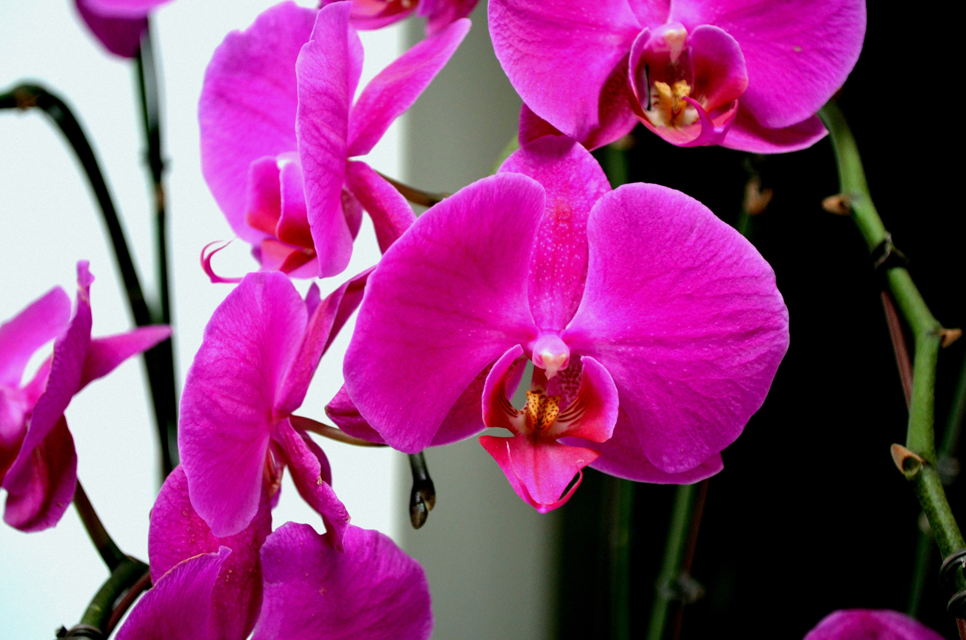 flower flowers orchid free photo