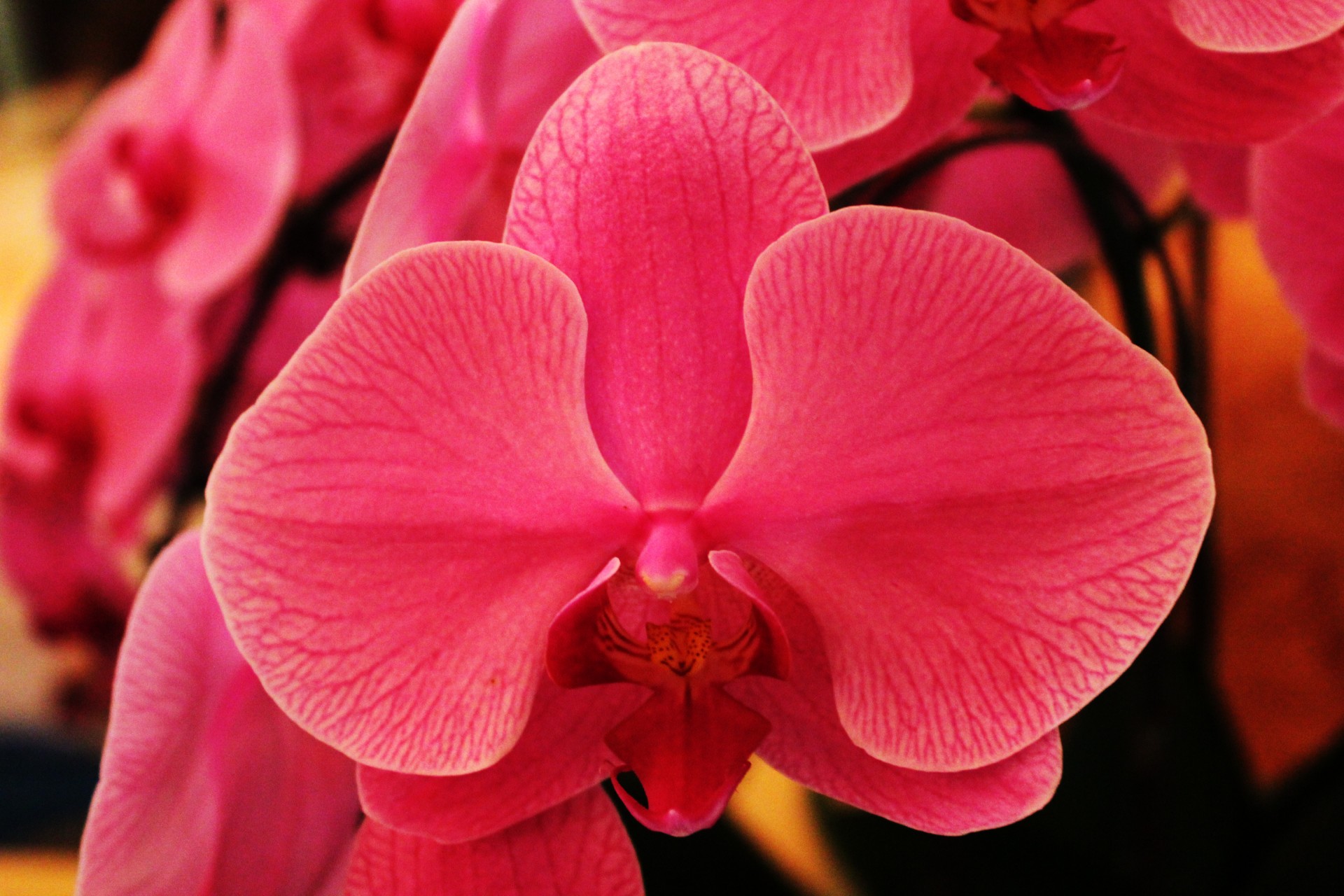 pink orchid orchid petals free photo