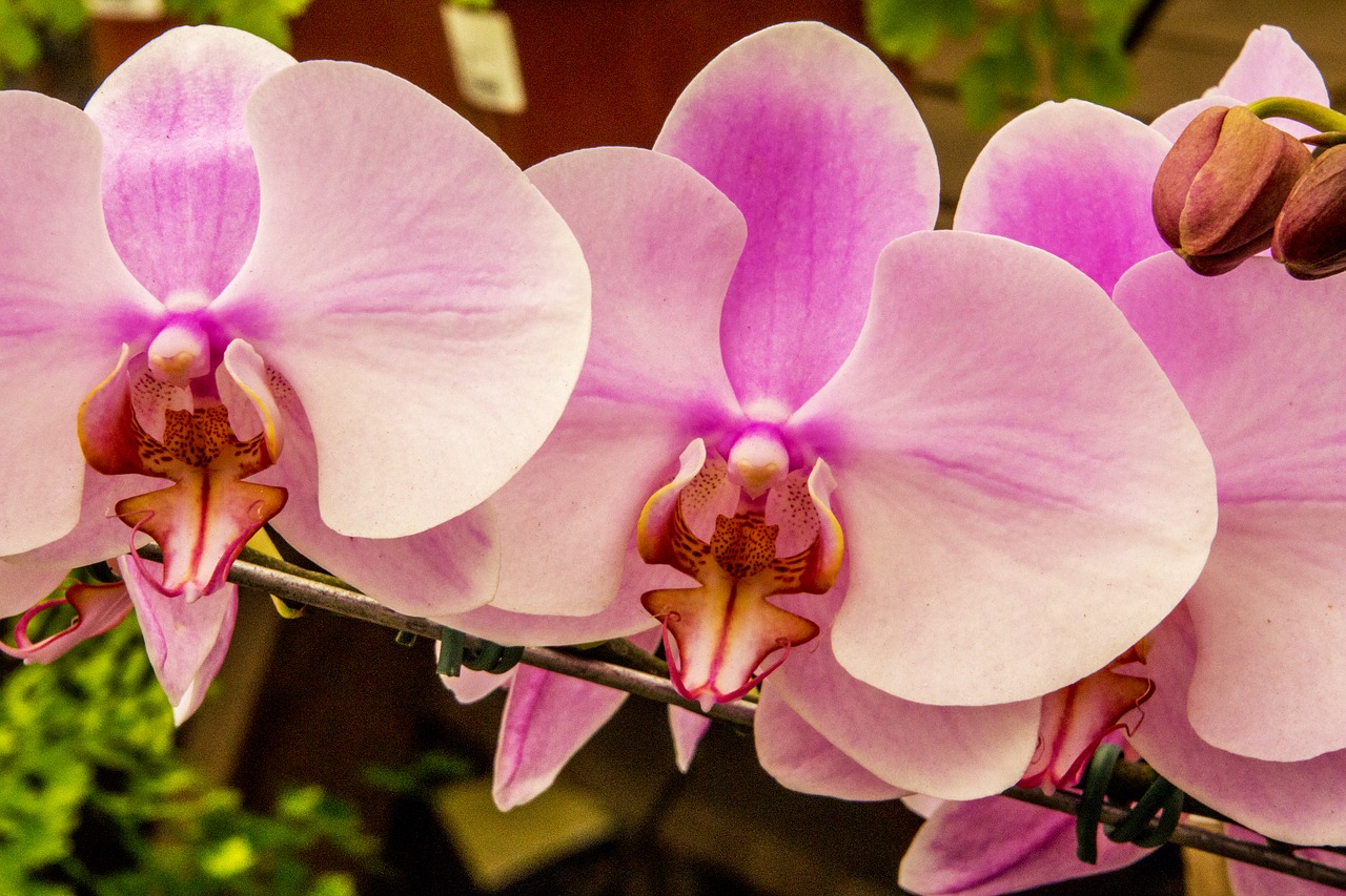 pink orchid  flower  plant free photo