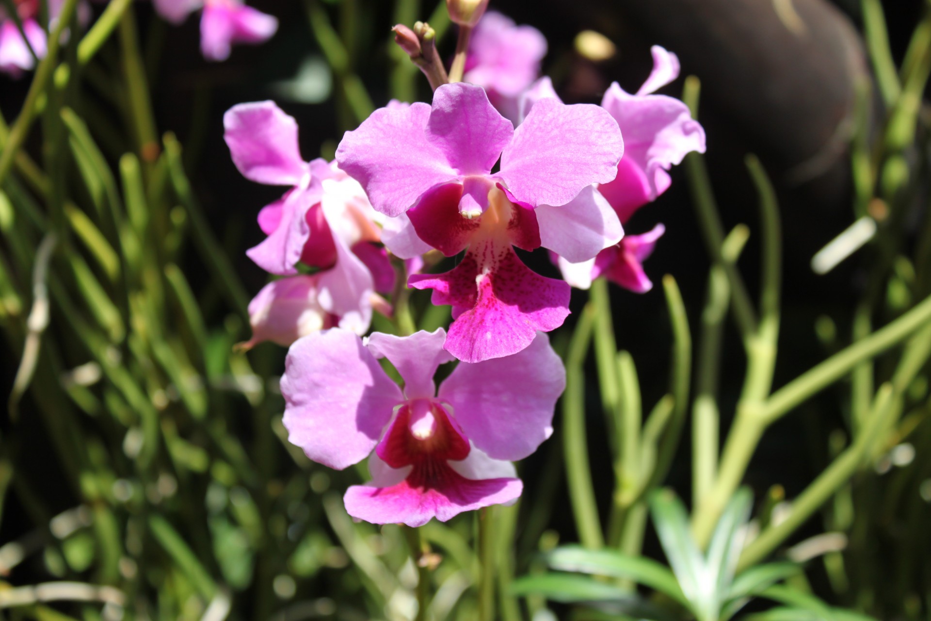 pink orchid flower free photo