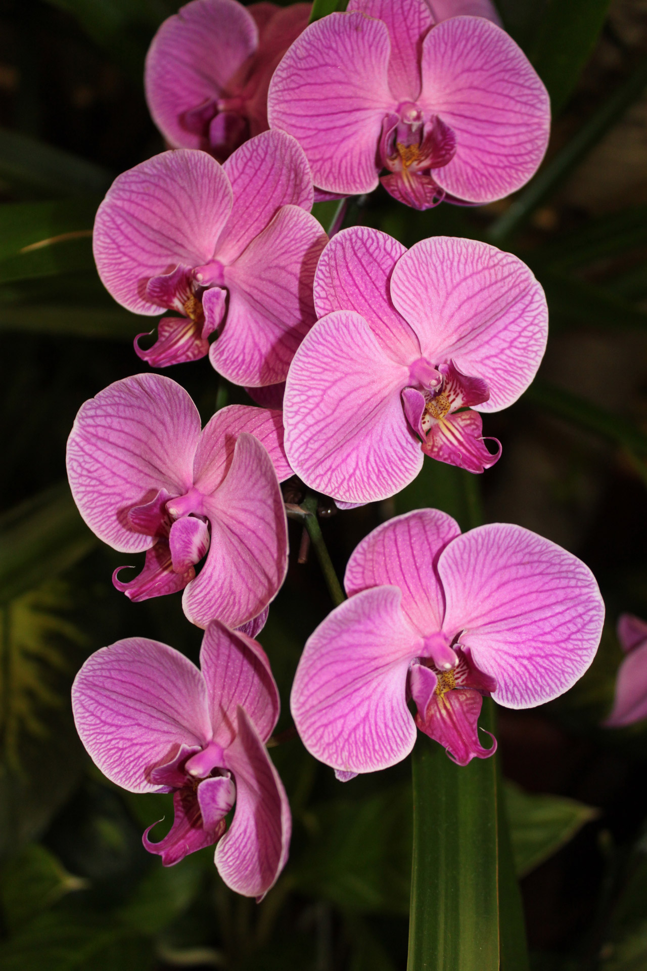 white big orchid flower singapore airport departing hall free photo