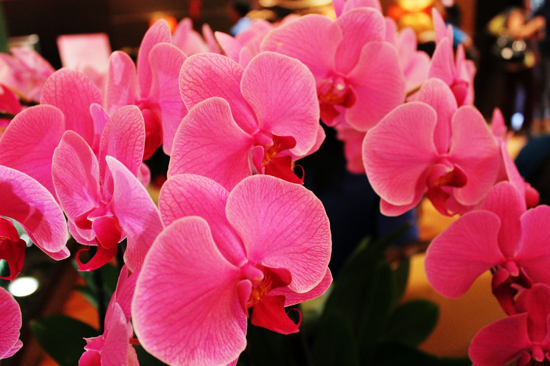 orchids pink orchids pink free photo