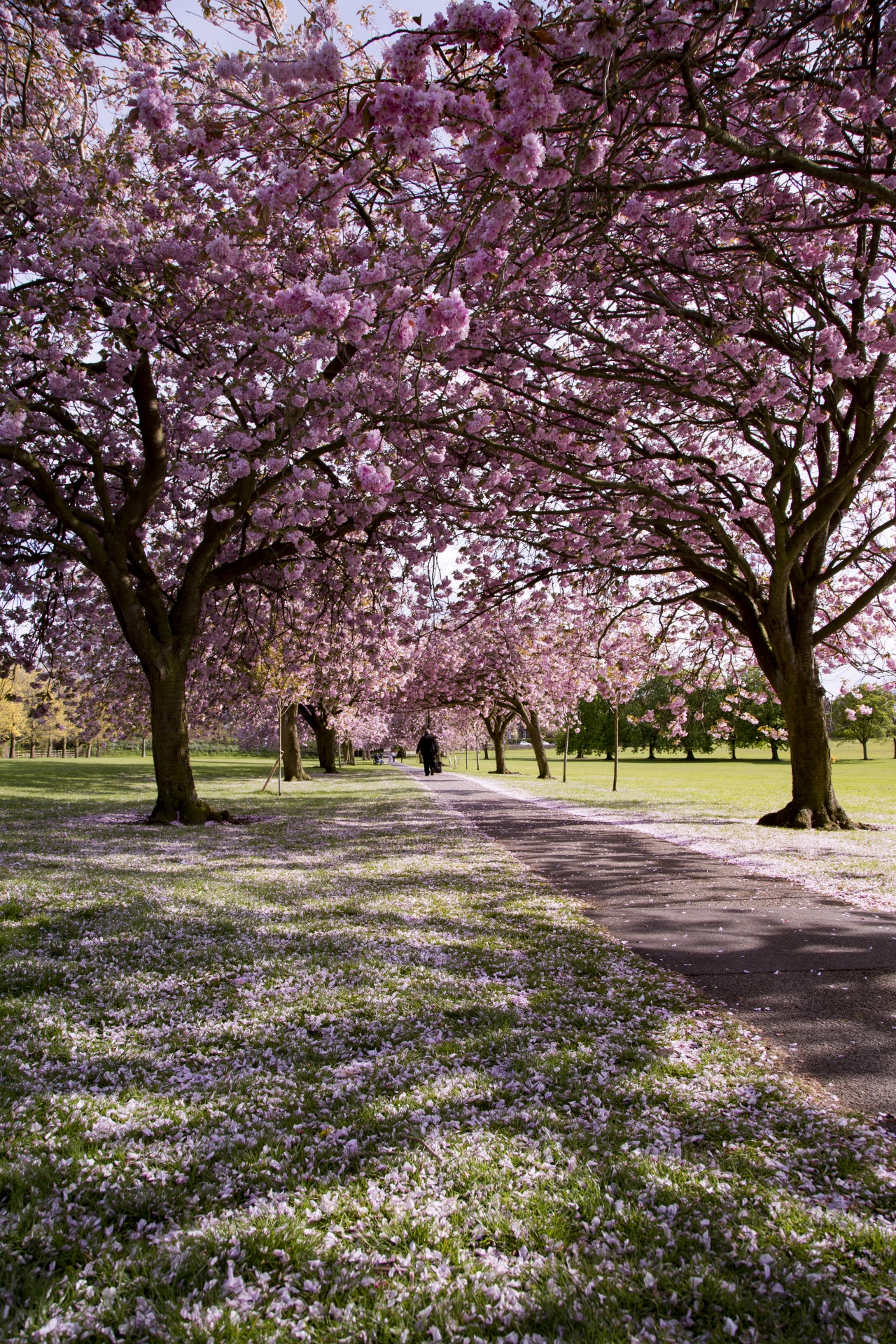 avenue bloom blooming free photo